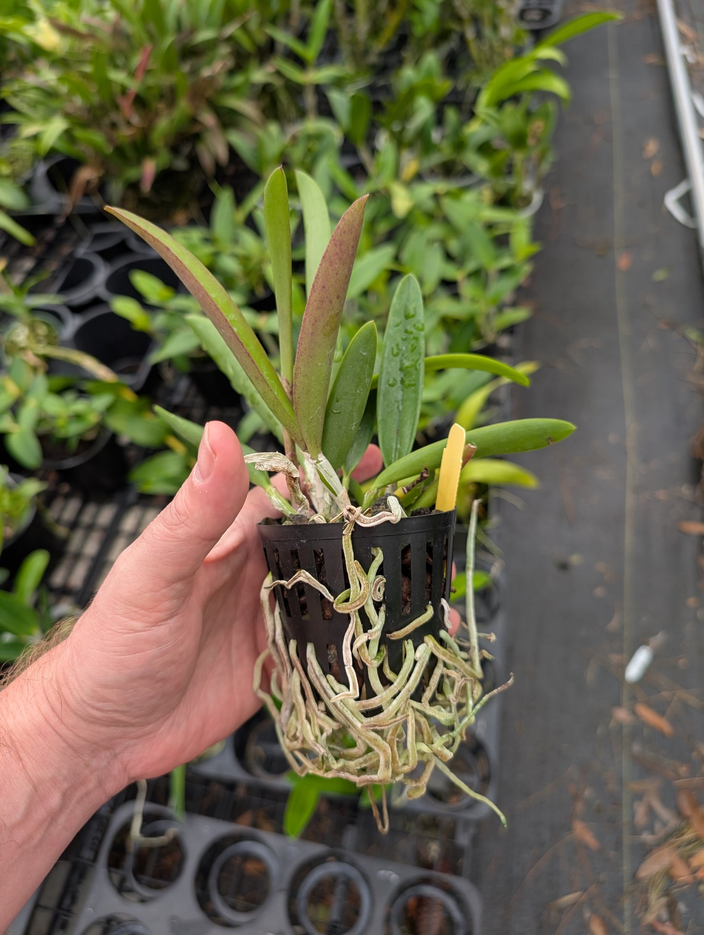 Bc. QF Carleen (aclandiae x David Sander) | BS not in Bloom