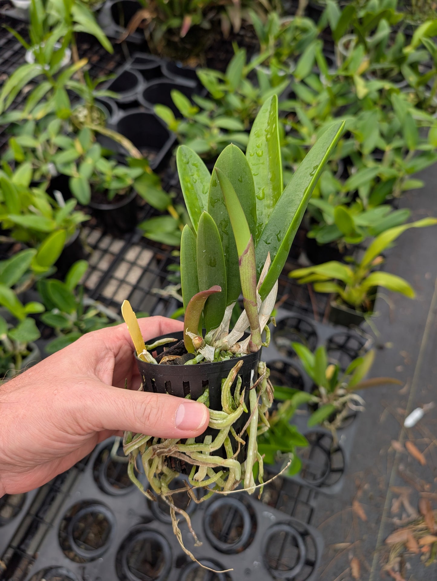 Bc. QF Carleen (aclandiae x David Sander) | BS not in Bloom