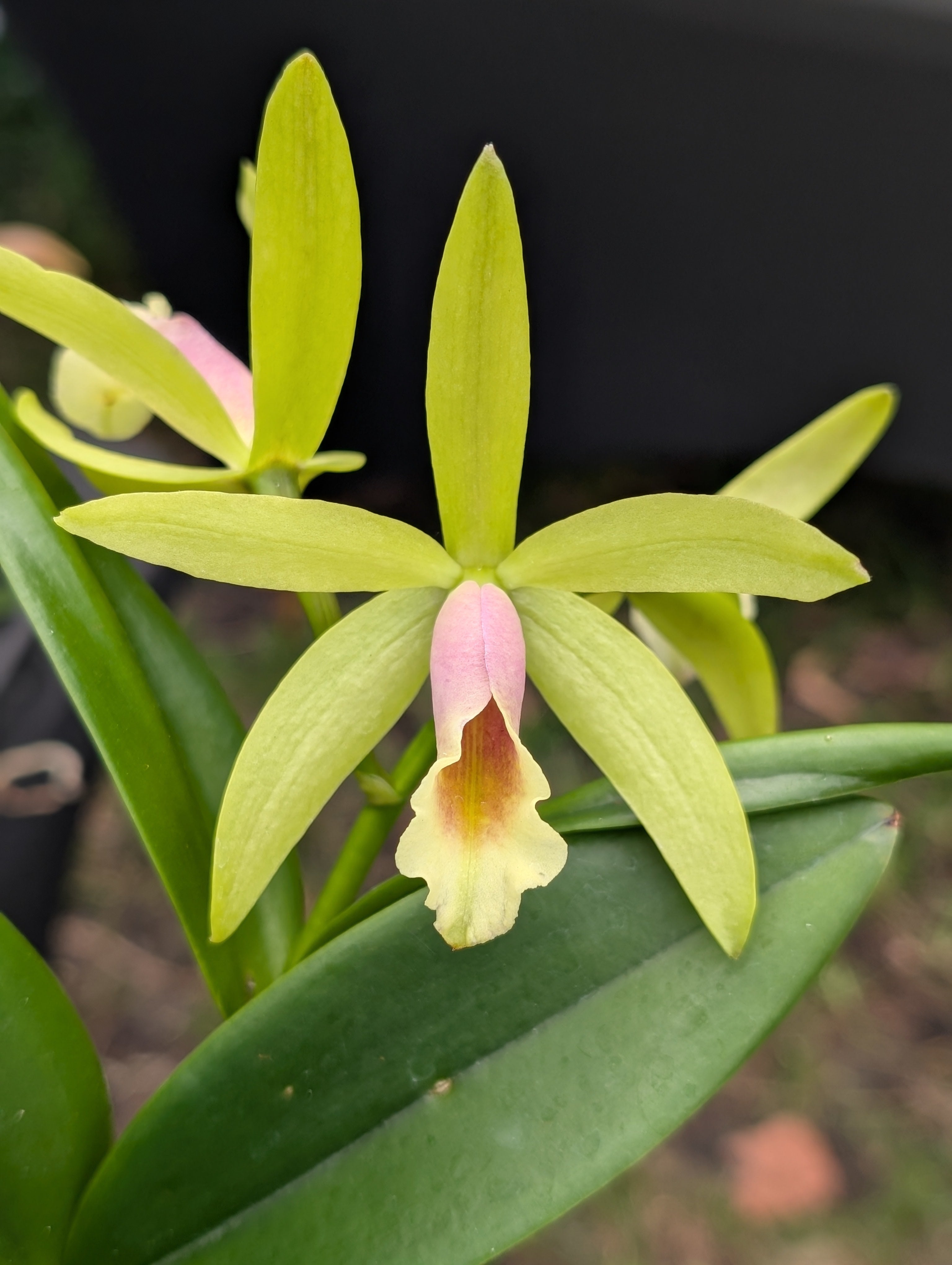 Blc. Waikiki Gold 'Lea' x Pcv. Key Lime Star 'Pink Flush' | BS not