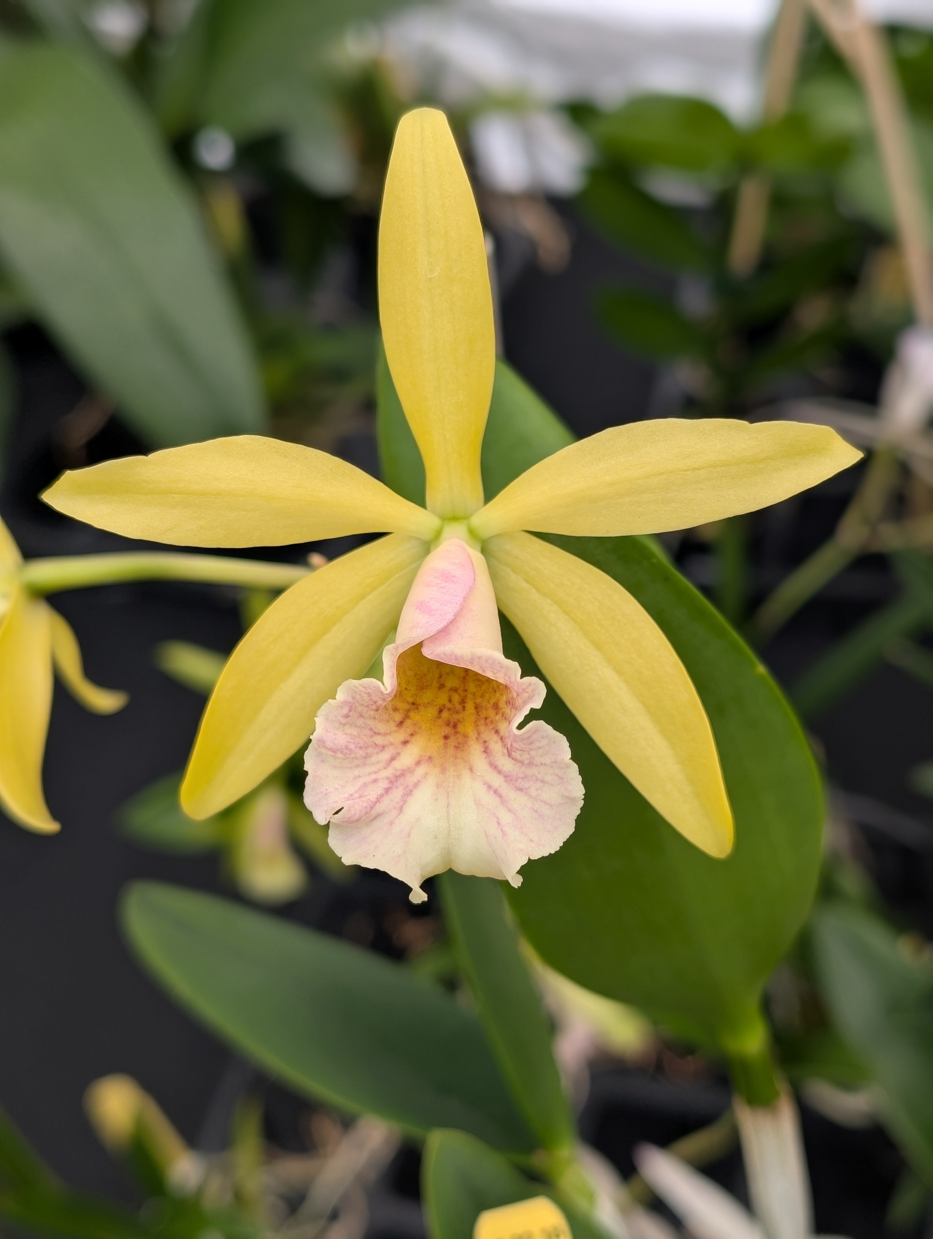 Blc. Waikiki Gold 'Lea' x Pcv. Key Lime Star 'Pink Flush' | BS not