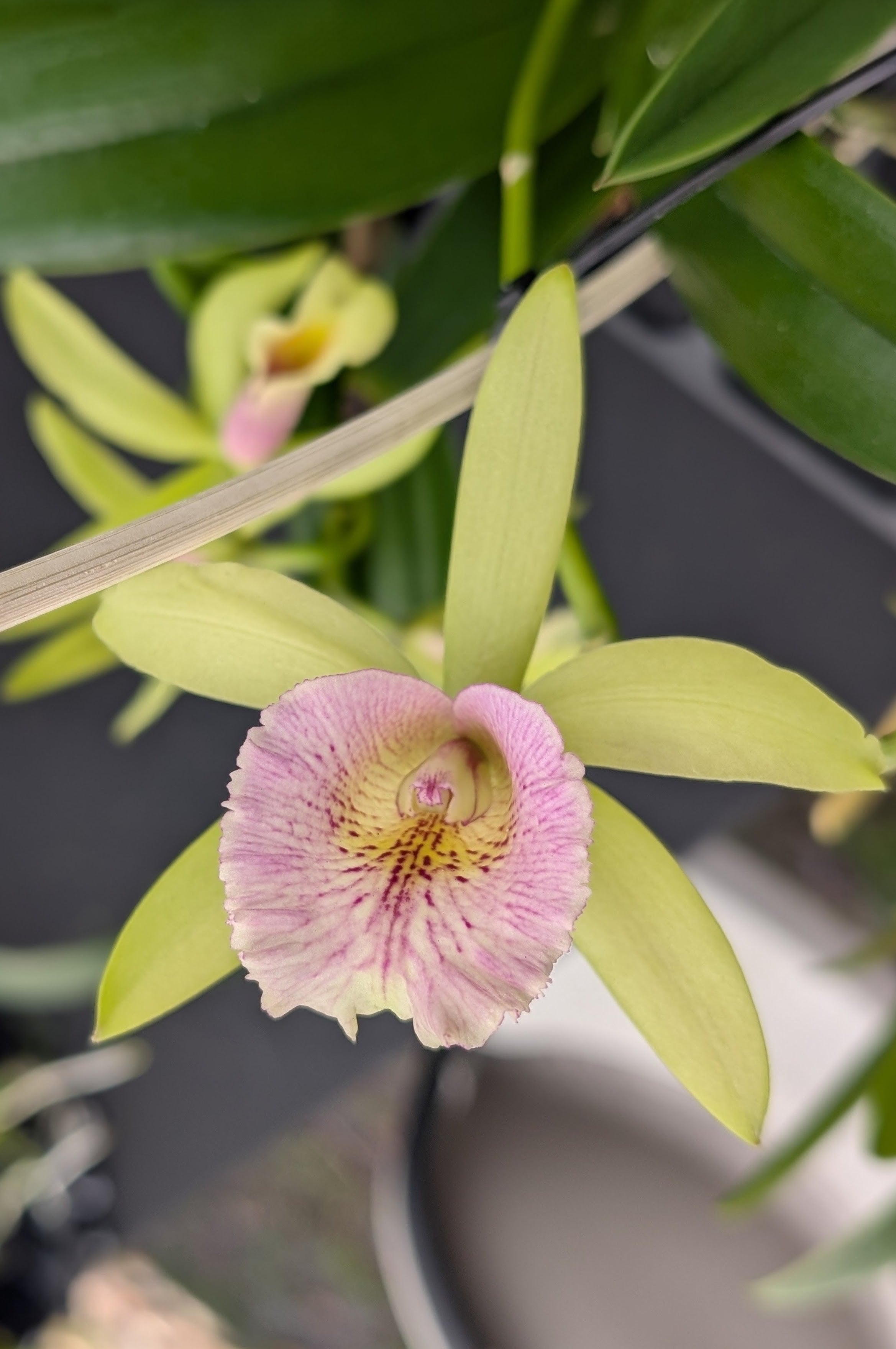 Blc. Waikiki Gold 'Lea' x Pcv. Key Lime Star 'Pink Flush' | BS not