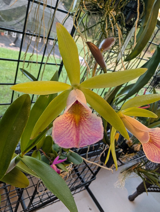 Bc. Hippodamia 4N  x Bc. Lime Sherbet 4N