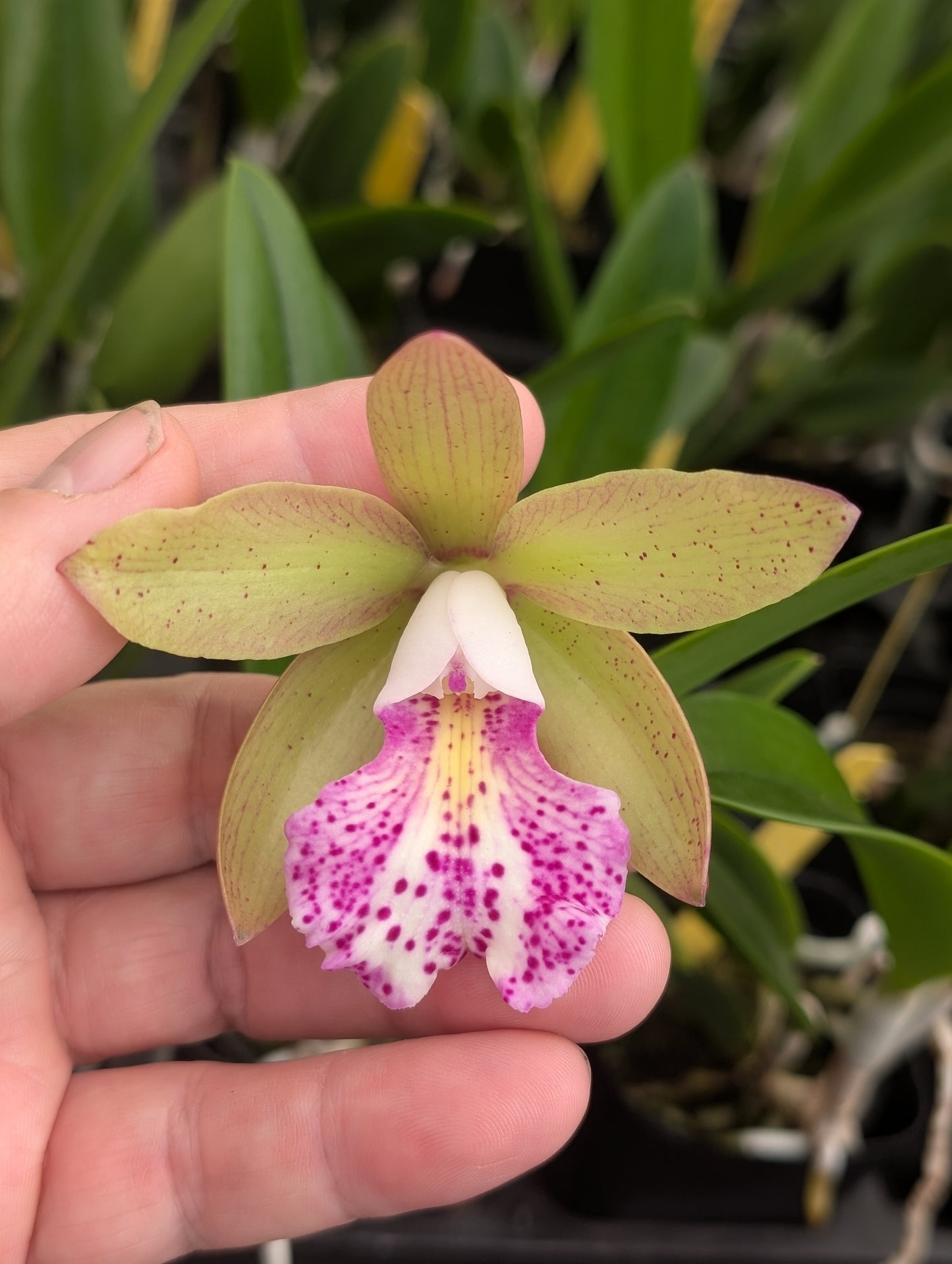 Bc. Walter August 'Pink Freckles' x Rlc. Bengal Baby 'Golden Leopard' | BS not in bloom