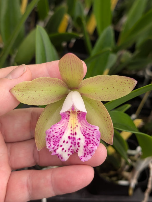 Bc. Walter August 'Pink Freckles' x Rlc. Bengal Baby 'Golden Leopard' | BS not in bloom