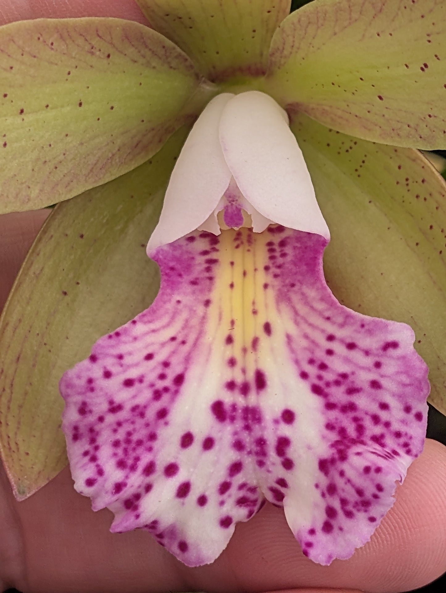 Bc. Walter August 'Pink Freckles' x Rlc. Bengal Baby 'Golden Leopard' | BS not in bloom