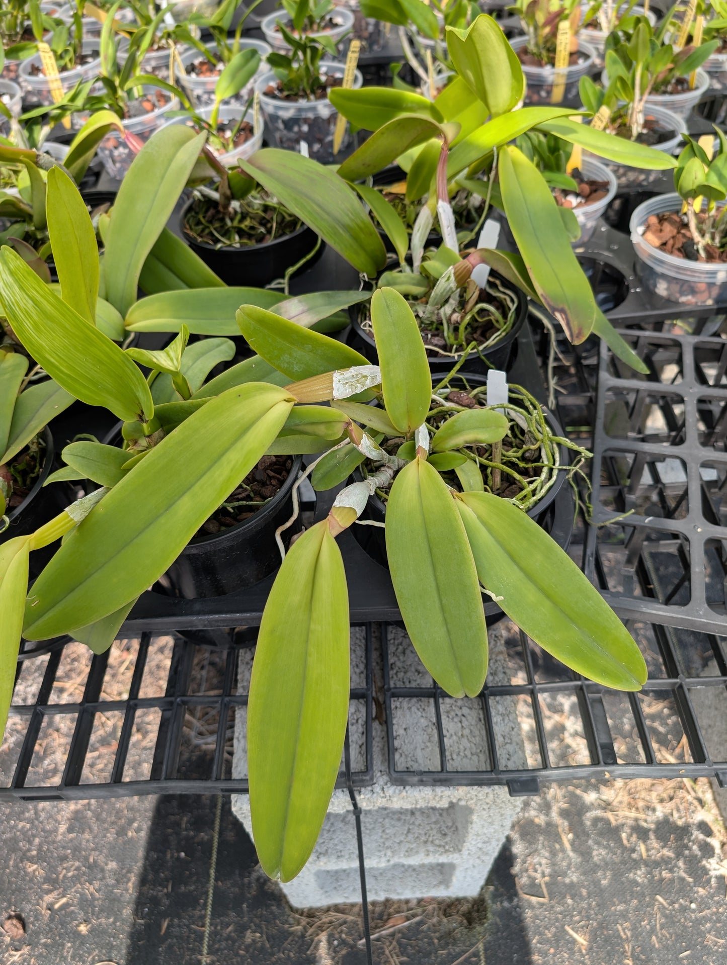 C.  jenmanii v. rubra x sib | 5" pot | Live Blooming Size Not in Bloom