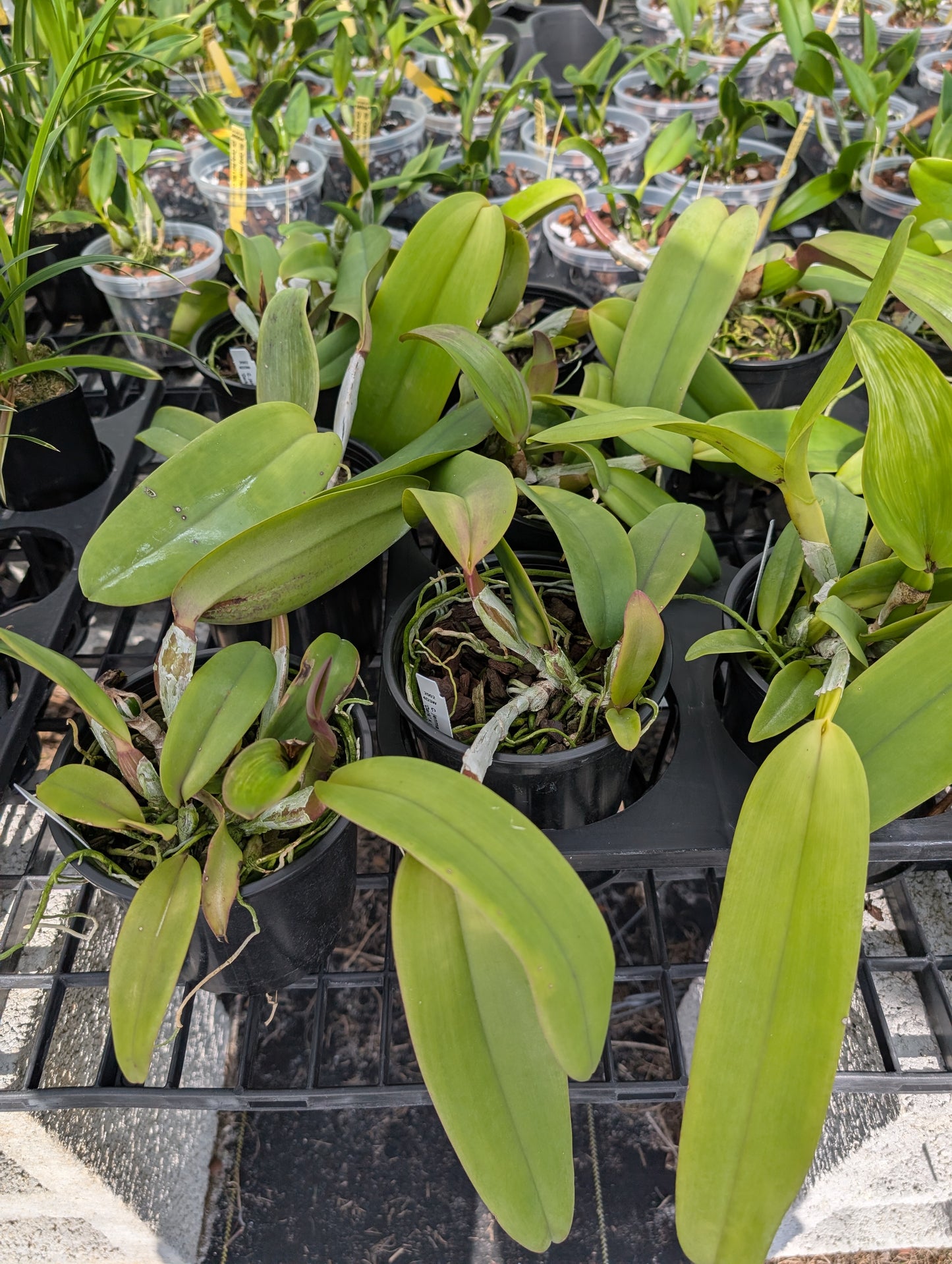 C.  jenmanii v. rubra x sib | 5" pot | Live Blooming Size Not in Bloom