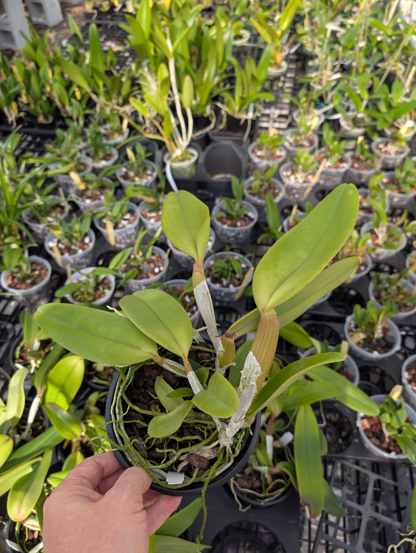 C.  jenmanii v. rubra x sib | 5" pot | Live Blooming Size Not in Bloom