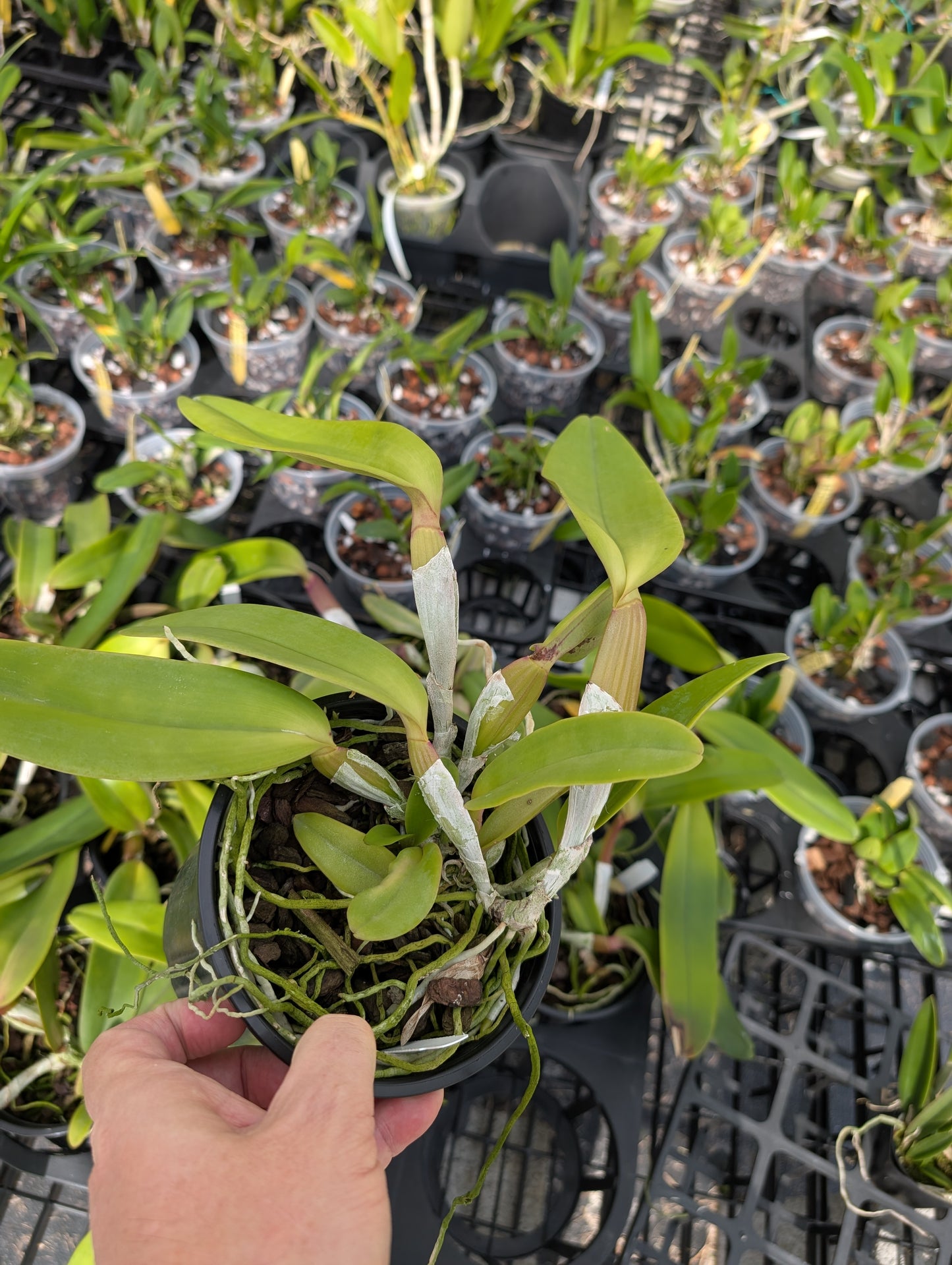 C.  jenmanii v. rubra x sib | 5" pot | Live Blooming Size Not in Bloom