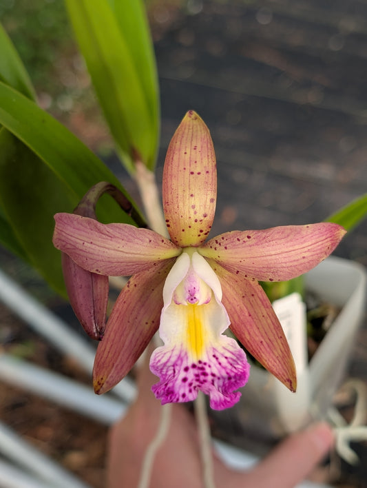 Bc. Walter August x C. Jungle Eyes | Blooming size not in bloom
