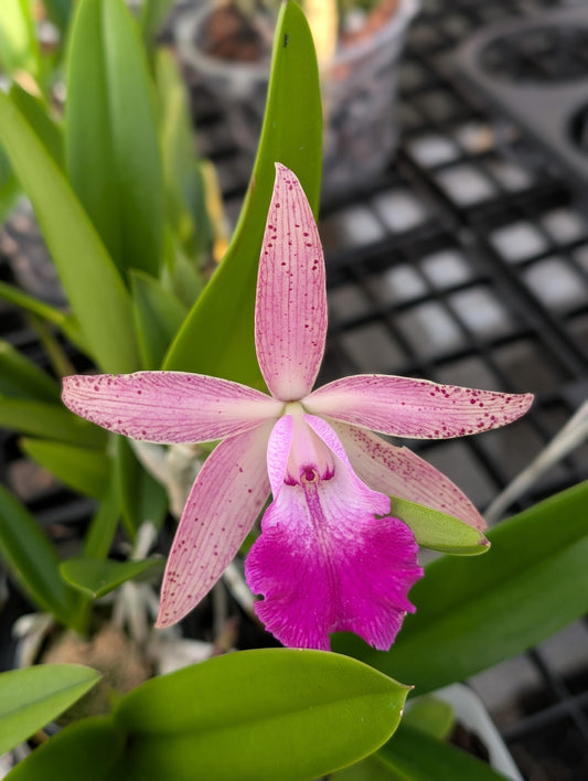 Bc. Walter August 'Twinkle' x C. Cantagalo 'Fuerta's Spots' | BS not in bloom