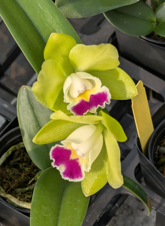 Prosrhyncholeya Chief Green Sky 'Peanut' | BS not in bloom