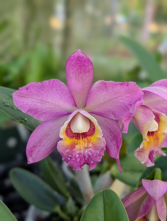 Pot. River and Piper 'Sweetheart' x Blc. Waikiki Gold 'Lea' | 5" pot