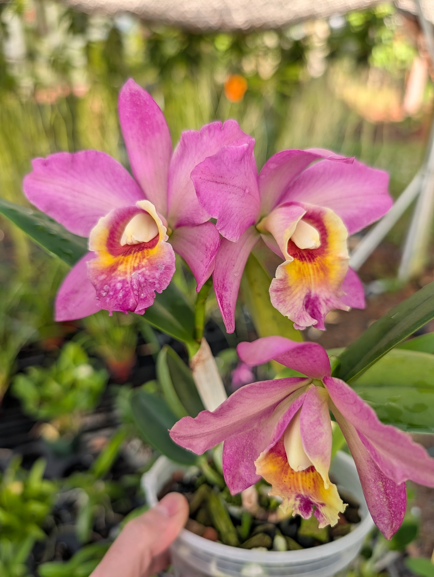 Pot. River and Piper 'Sweetheart' x Blc. Waikiki Gold 'Lea' | 5" pot