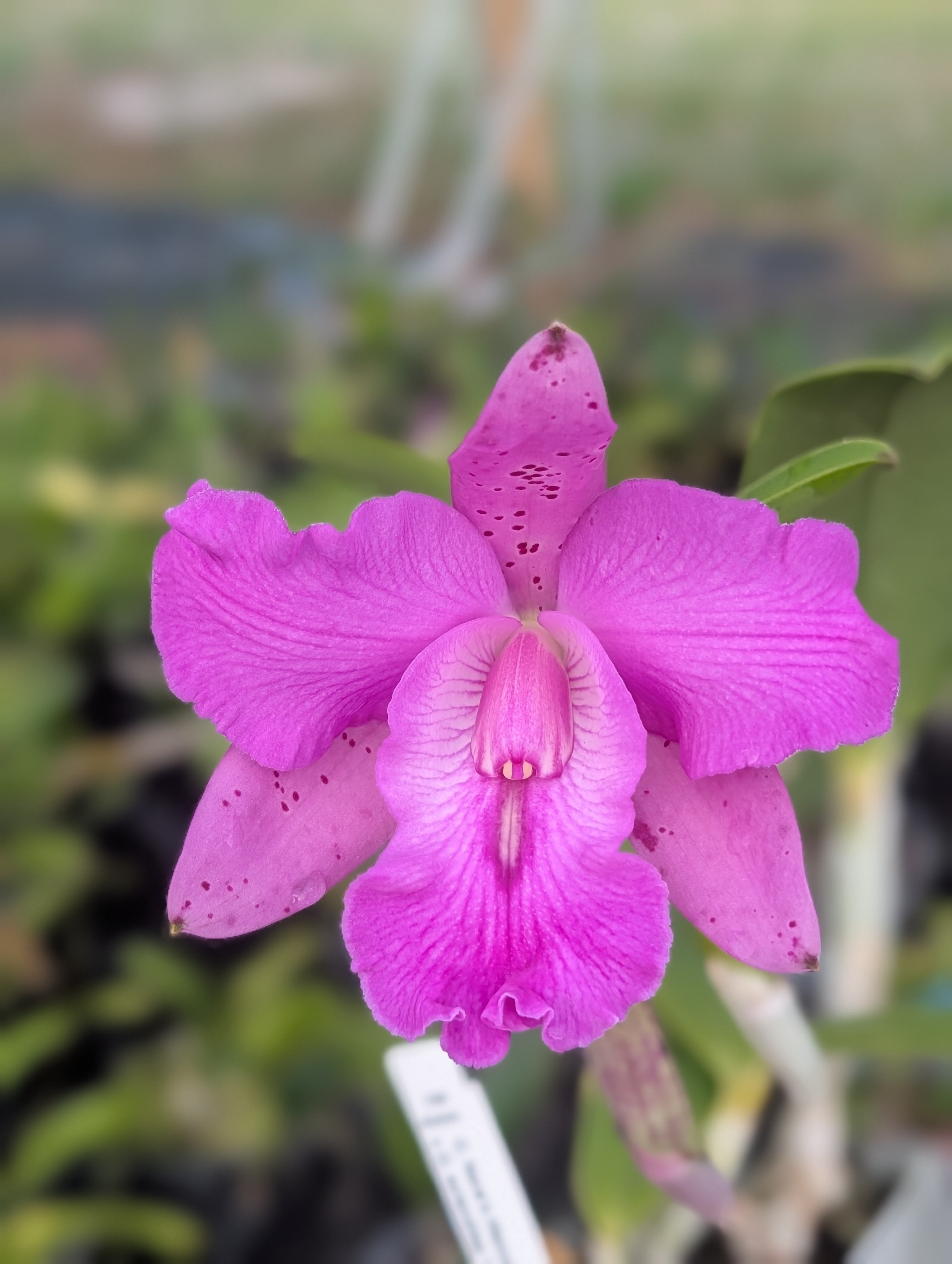 C. Nora's Melody x C. aclandiae 'Lues Black Lava' | NBS 4