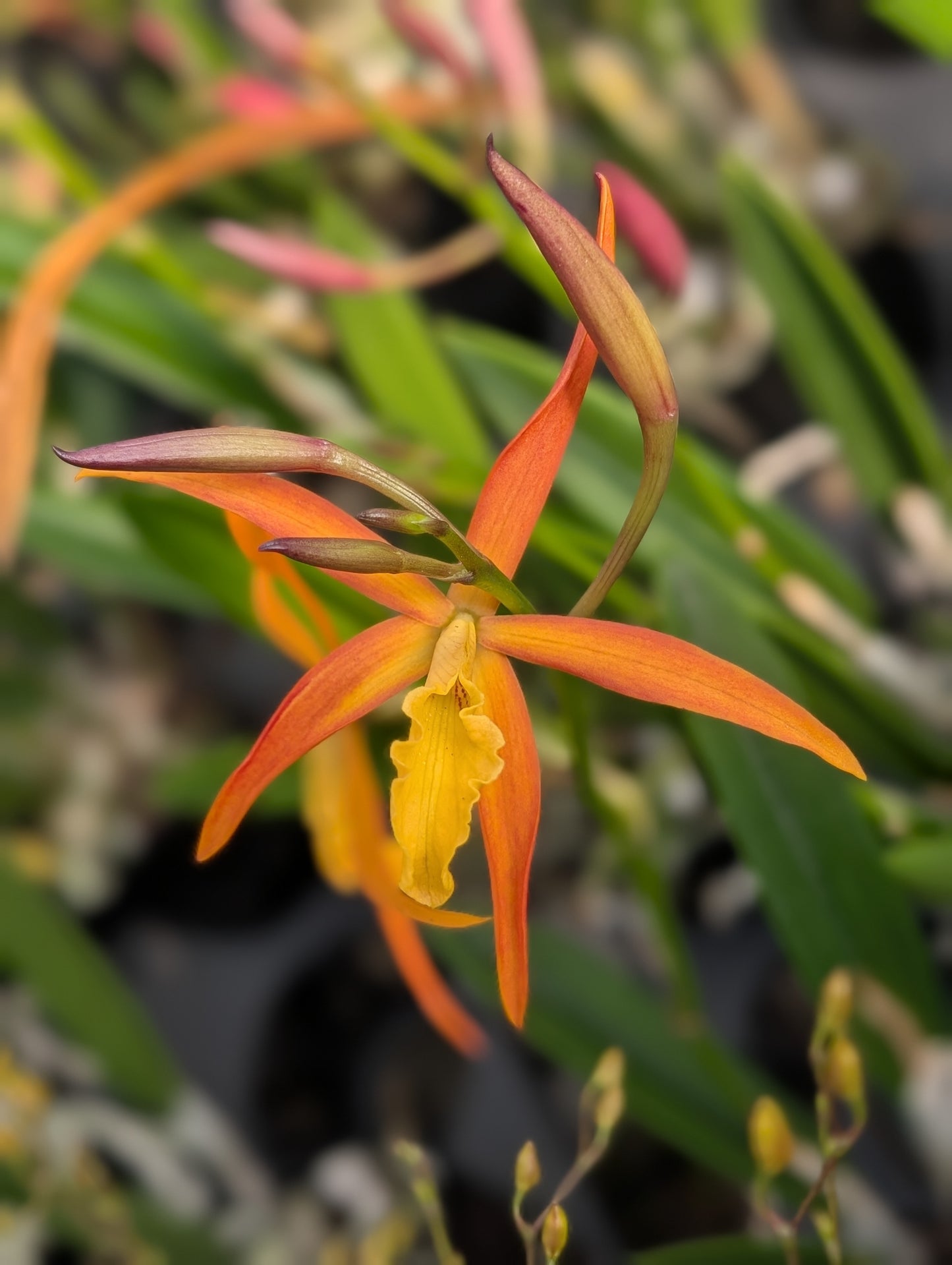 Bc. Little Bird | BS not in bloom | 4" pots