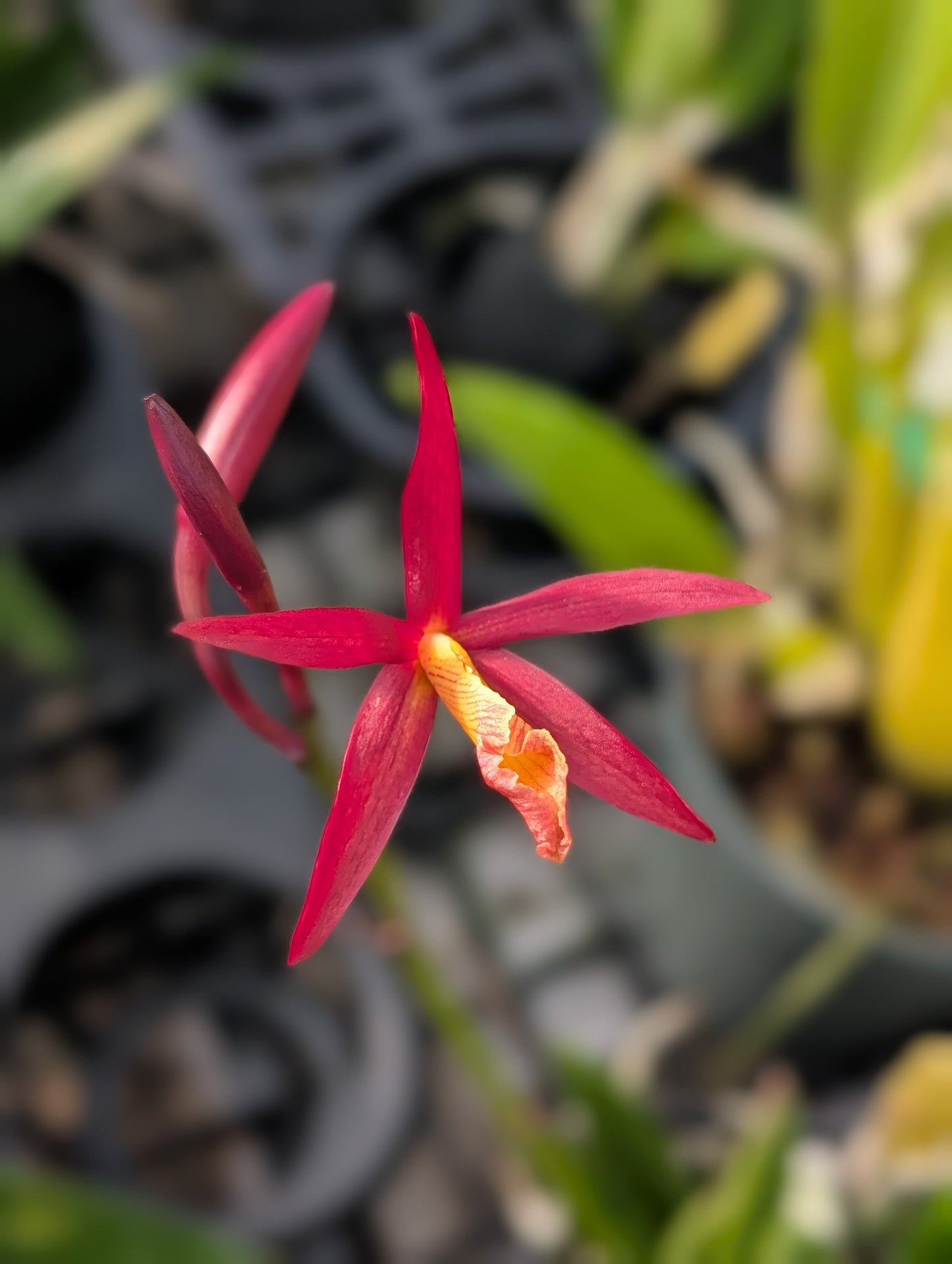 Bc. Little Bird | BS not in bloom | 4" pots