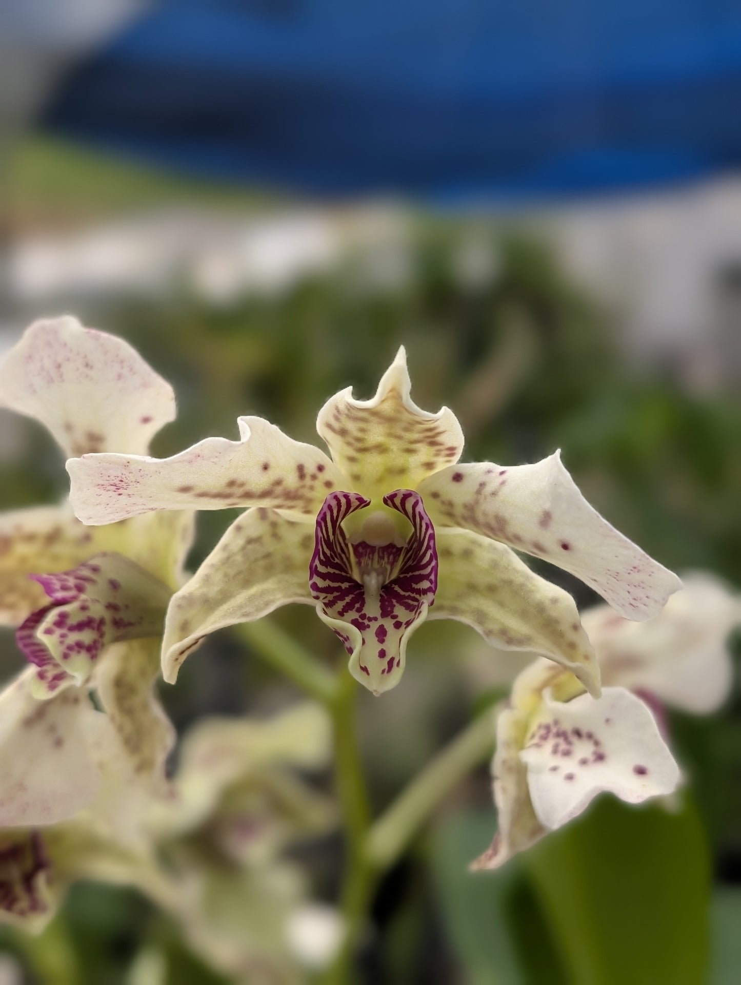 Dendrobium Spotted Poni | In-spike/Flower | 3" Pot