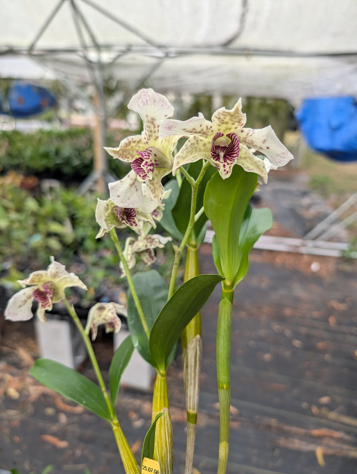 Dendrobium Spotted Poni | In-spike/Flower | 3" Pot