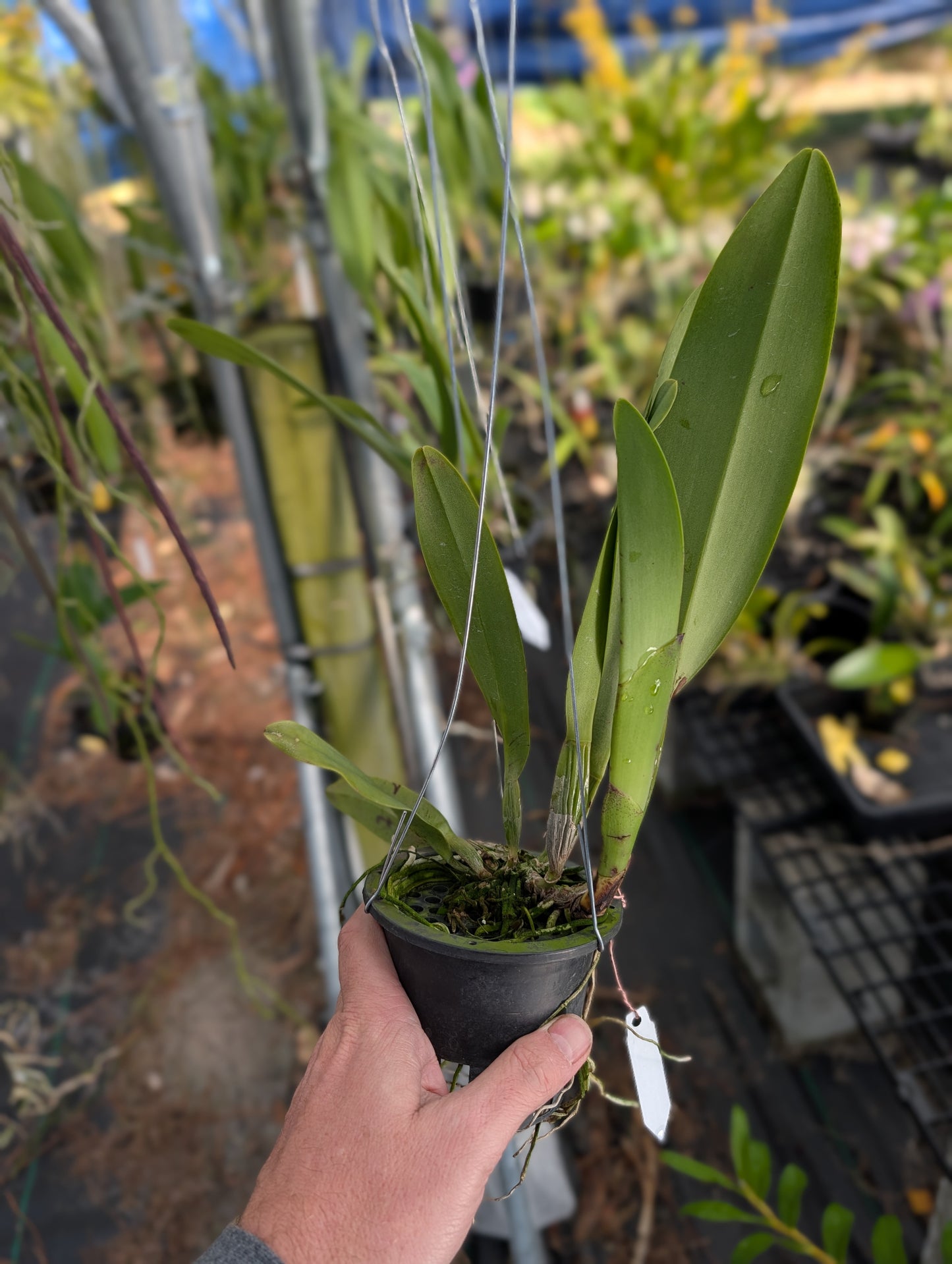 Rhyncholaeliocattleya Mishima Choice 'Blumen Insel' | BS Not in Bloom