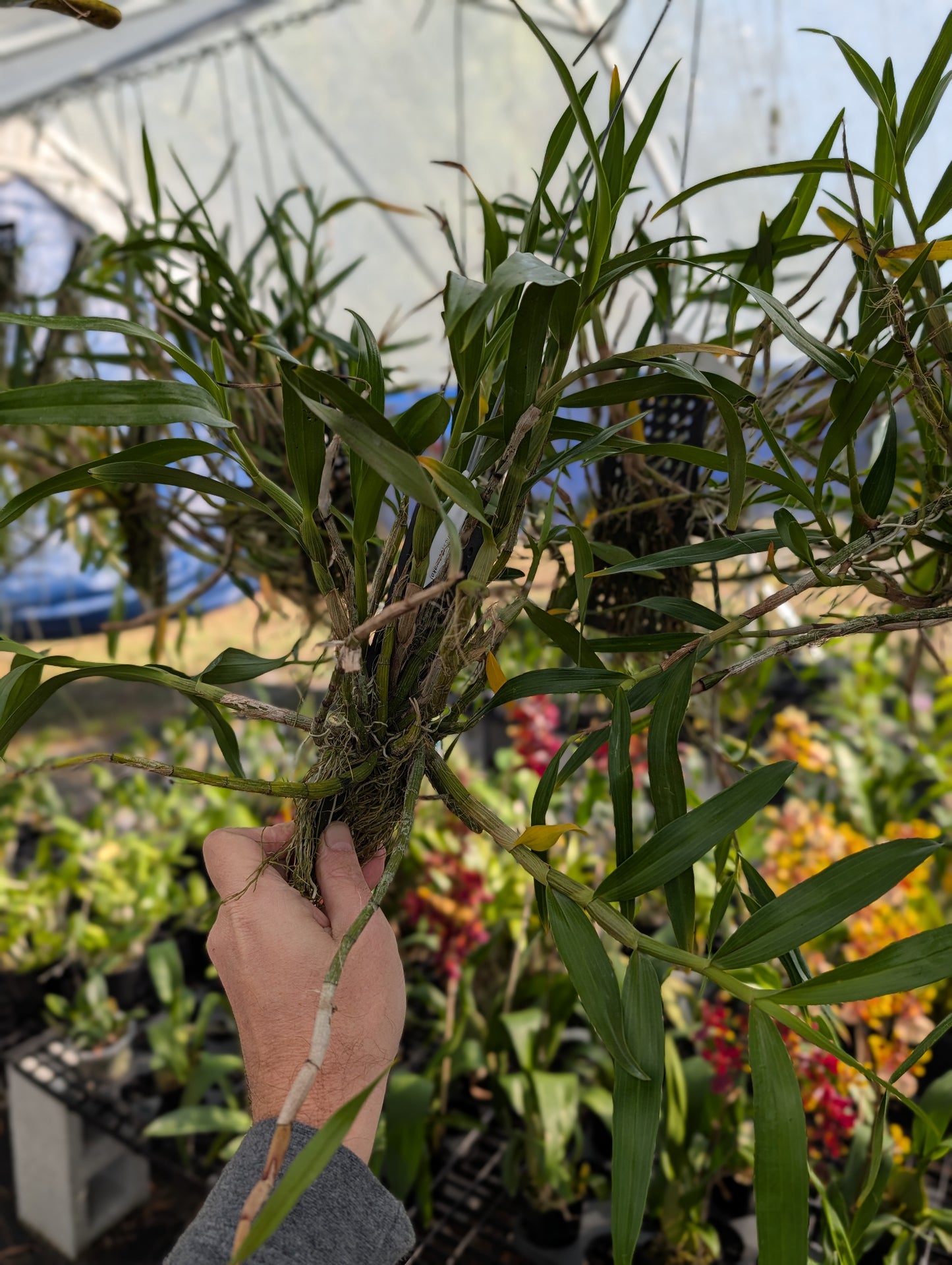 Dendrobium Sakurako | Mature previously bloomed not in bloom