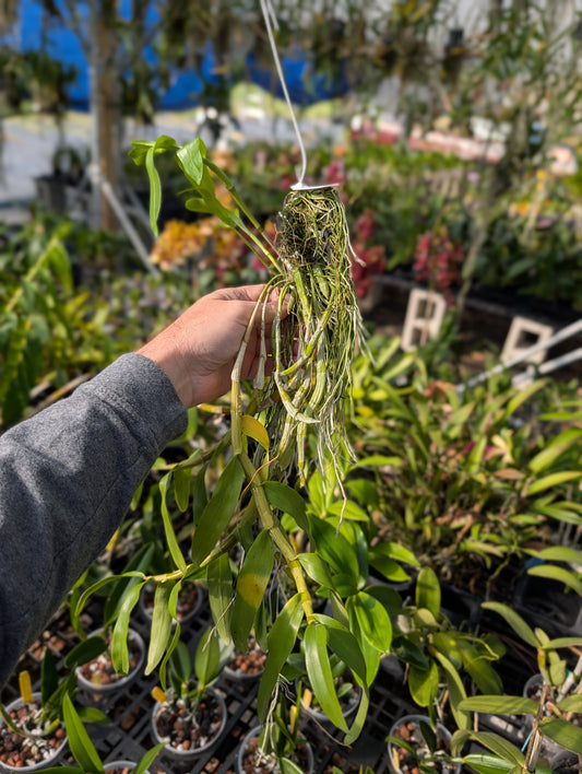 Dendrobium Jairak Candy x Den. Yi Cheng Xi Shi | BS not in bloom
