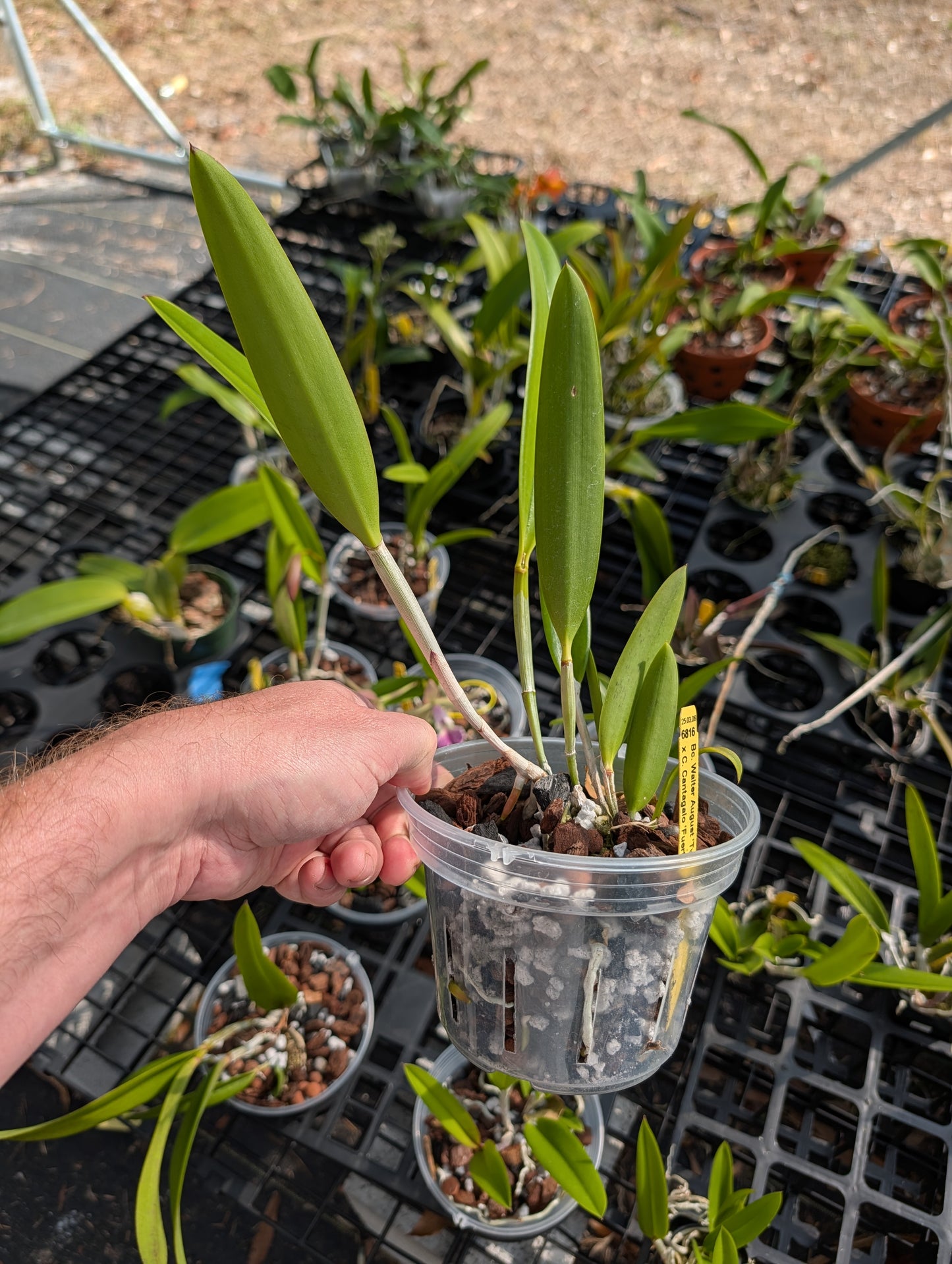 Bc. Walter August 'Twinkle' x C. Cantagalo 'Fuerta's Spots' | BS not in bloom