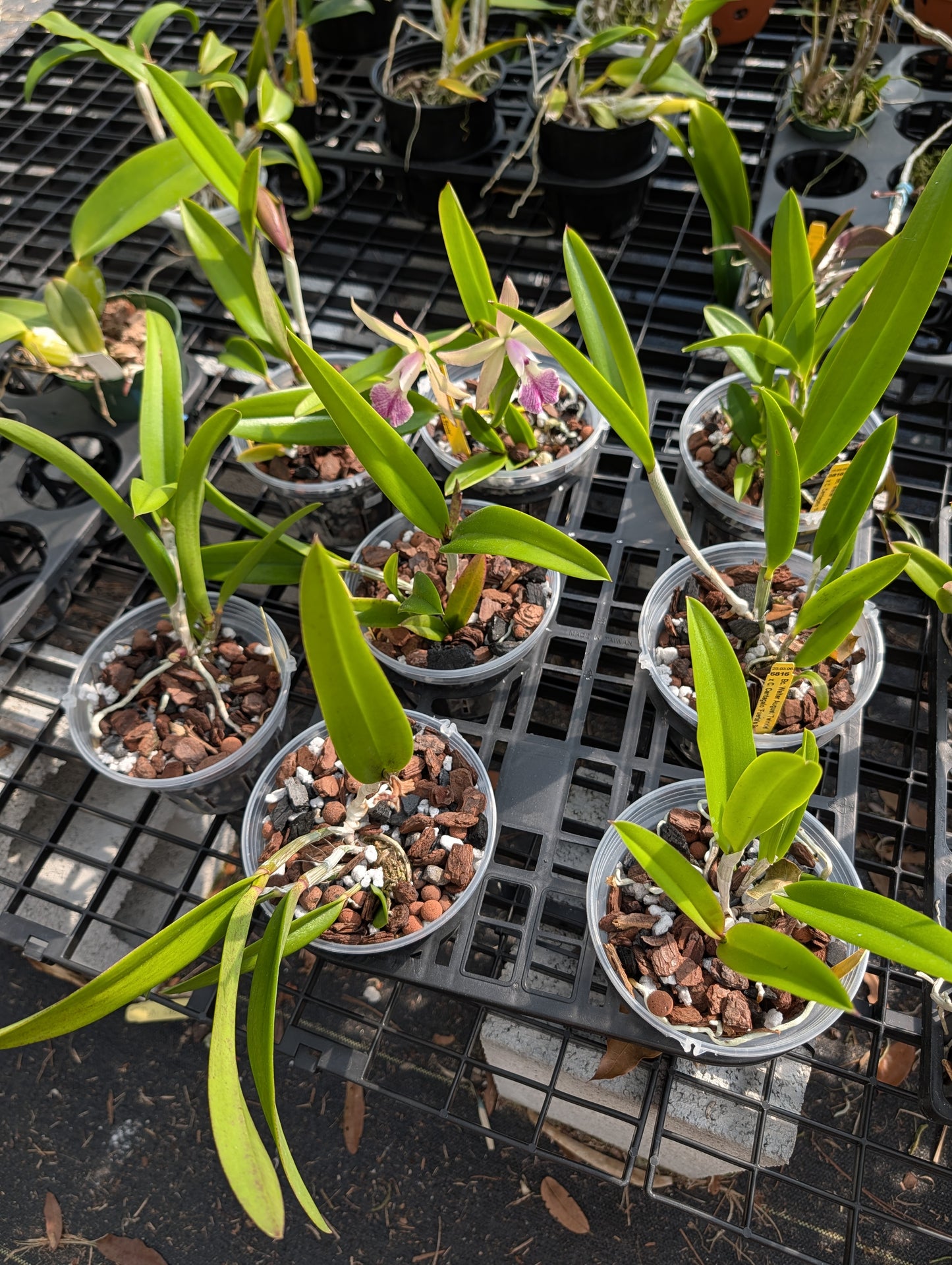 Bc. Walter August 'Twinkle' x C. Cantagalo 'Fuerta's Spots' | BS not in bloom