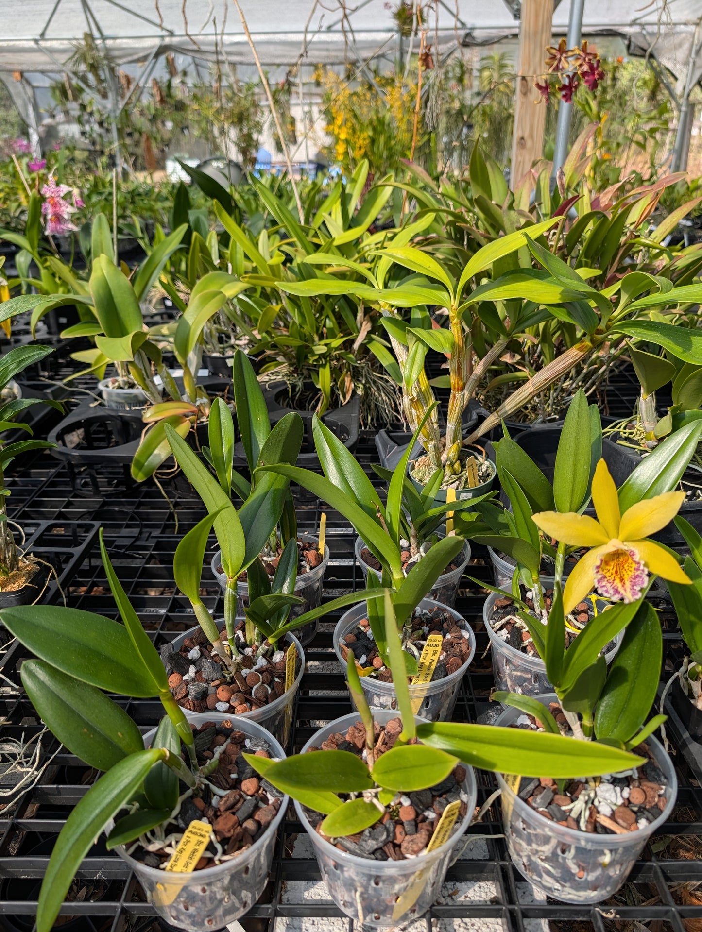 Blc. Waikiki Gold 'Lea' x Pcv. Key Lime Star 'Pink Flush' | BS not in bloom