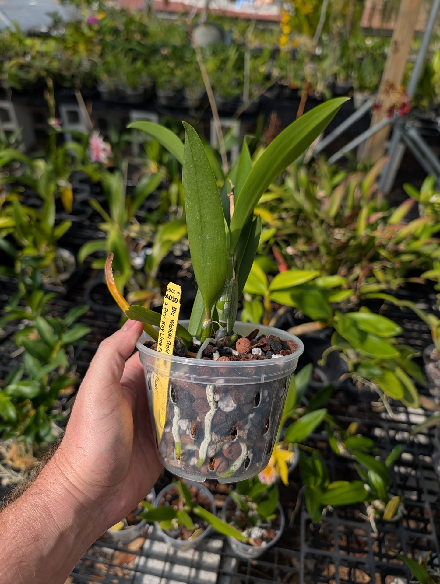 Blc. Waikiki Gold 'Lea' x Pcv. Key Lime Star 'Pink Flush' | BS not in bloom