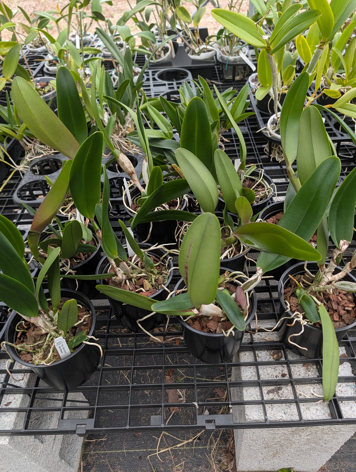 Rlc. Dick Smith 'Dark Beauty' | BS not in bloom | 5" pot