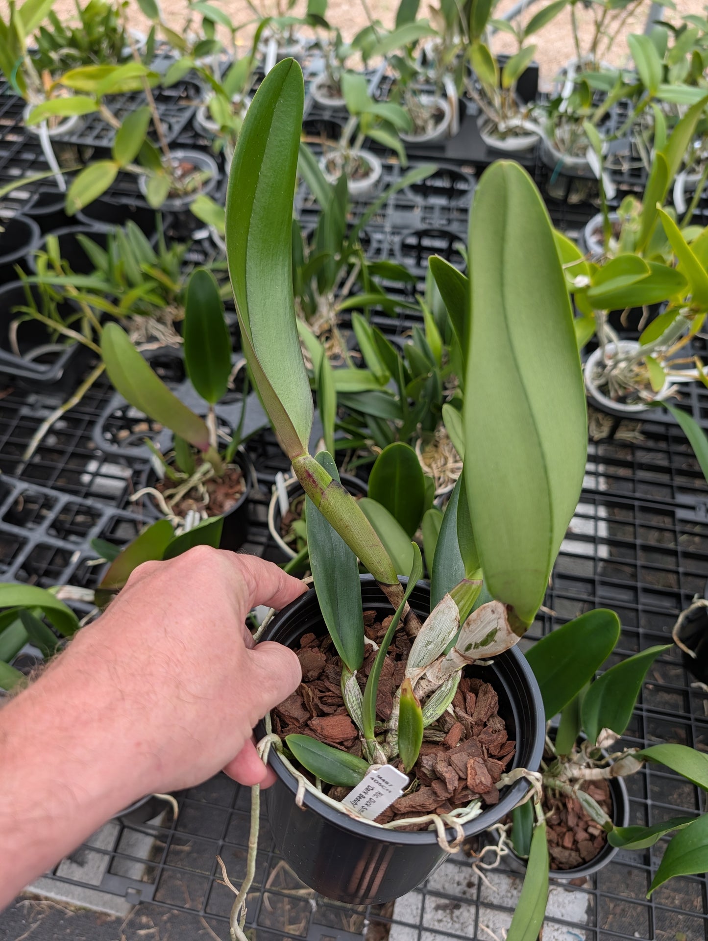 Rlc. Dick Smith 'Dark Beauty' | BS not in bloom | 5" pot