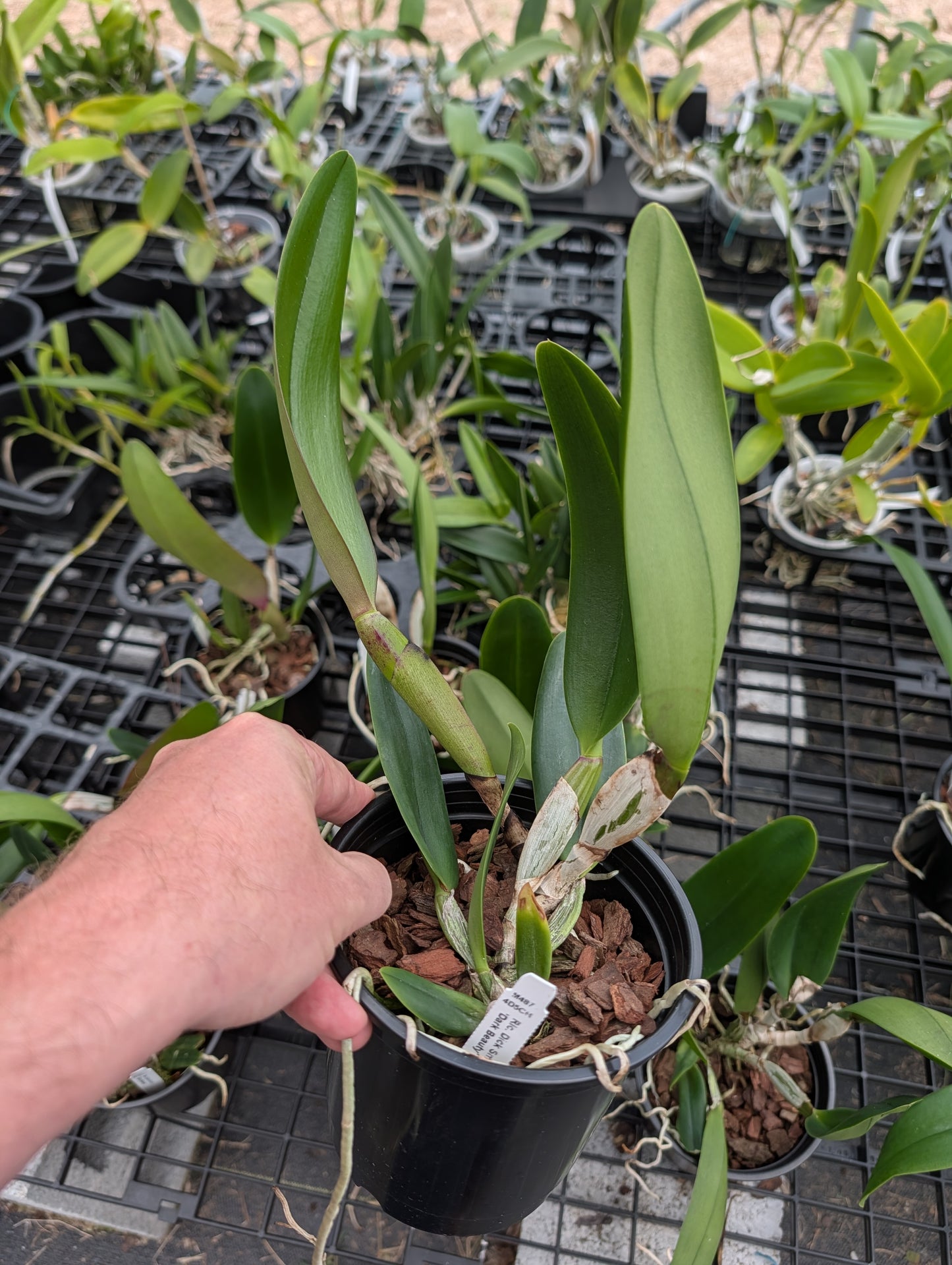 Rlc. Dick Smith 'Dark Beauty' | BS not in bloom | 5" pot
