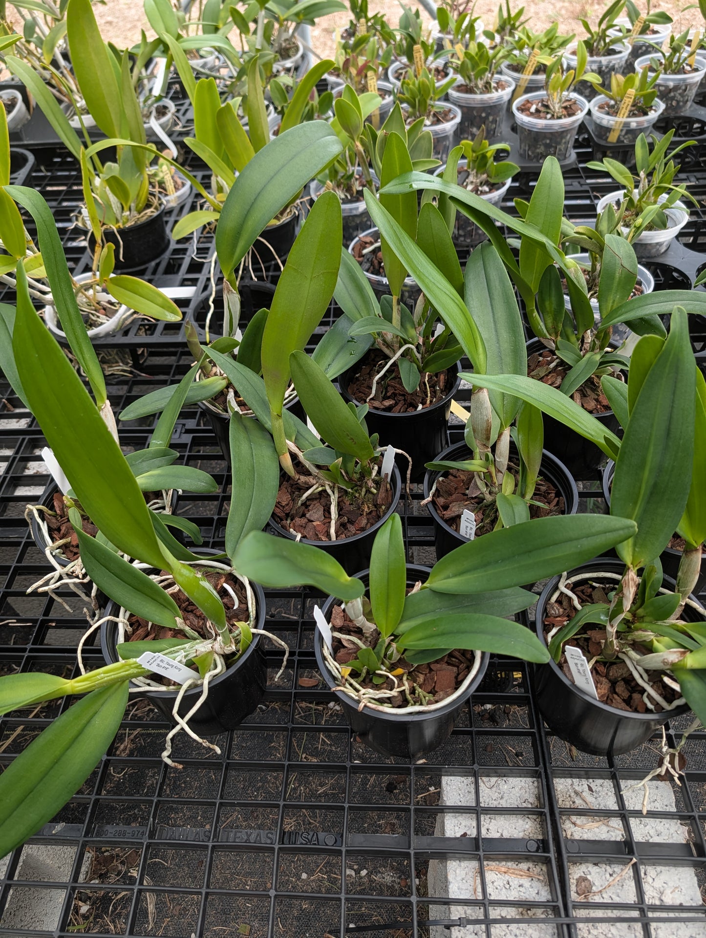 Rlc. Young Kong 'Sun#16' | BS not in bloom | 5" pot