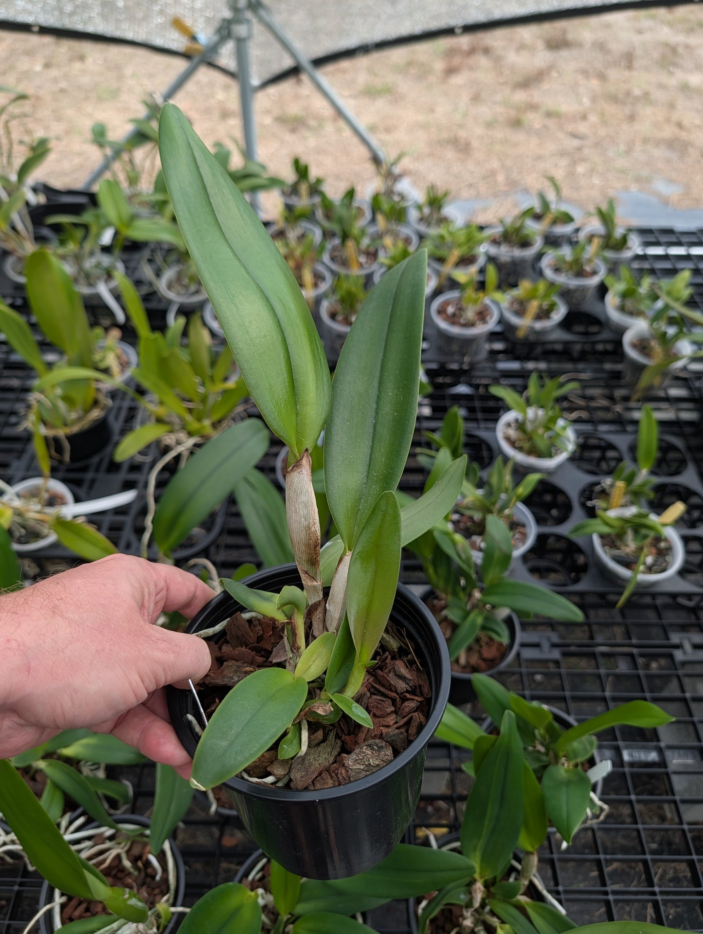 Rlc. Young Kong 'Sun#16' | BS not in bloom | 5" pot