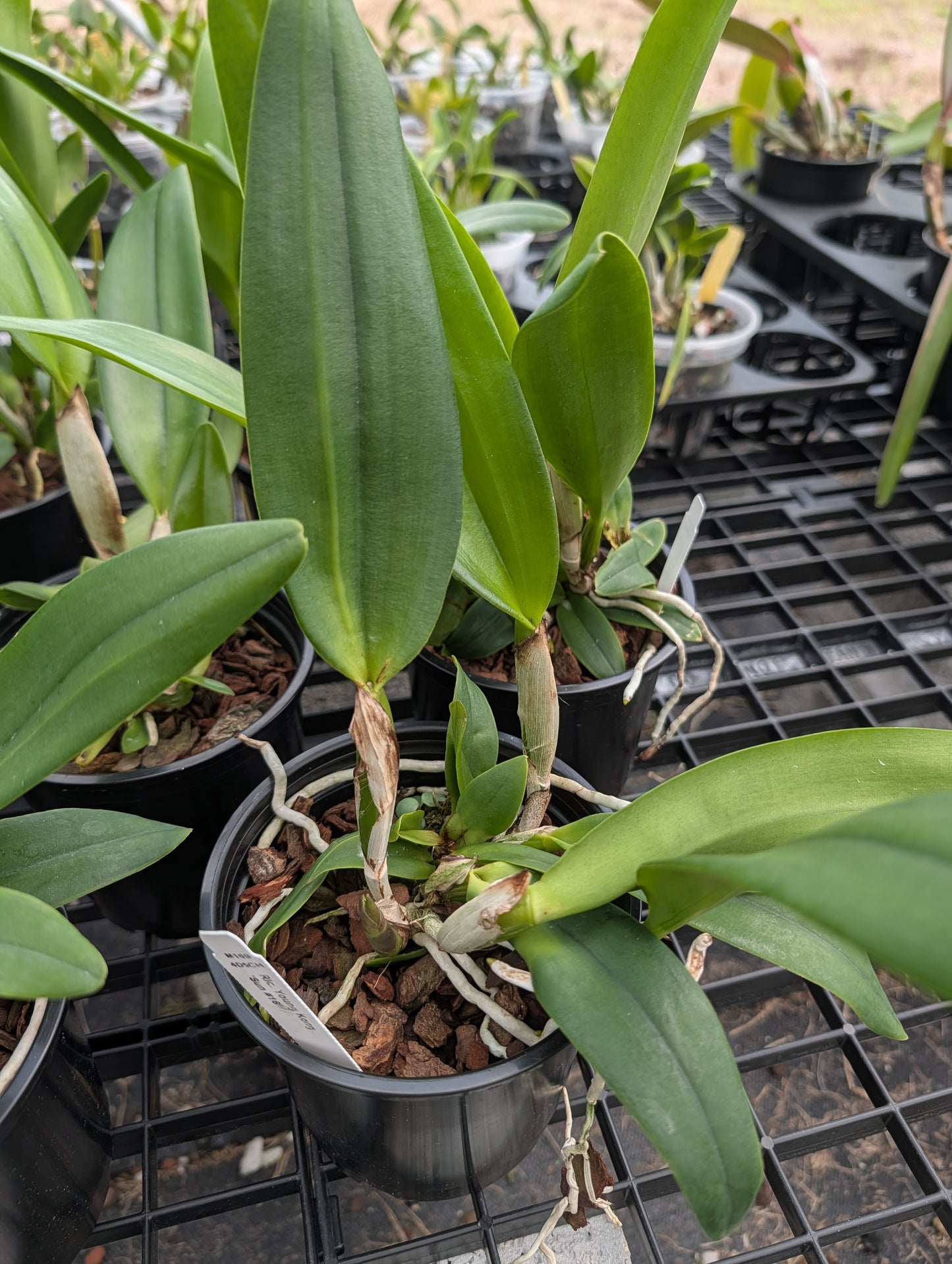 Rlc. Young Kong 'Sun#16' | BS not in bloom | 5" pot