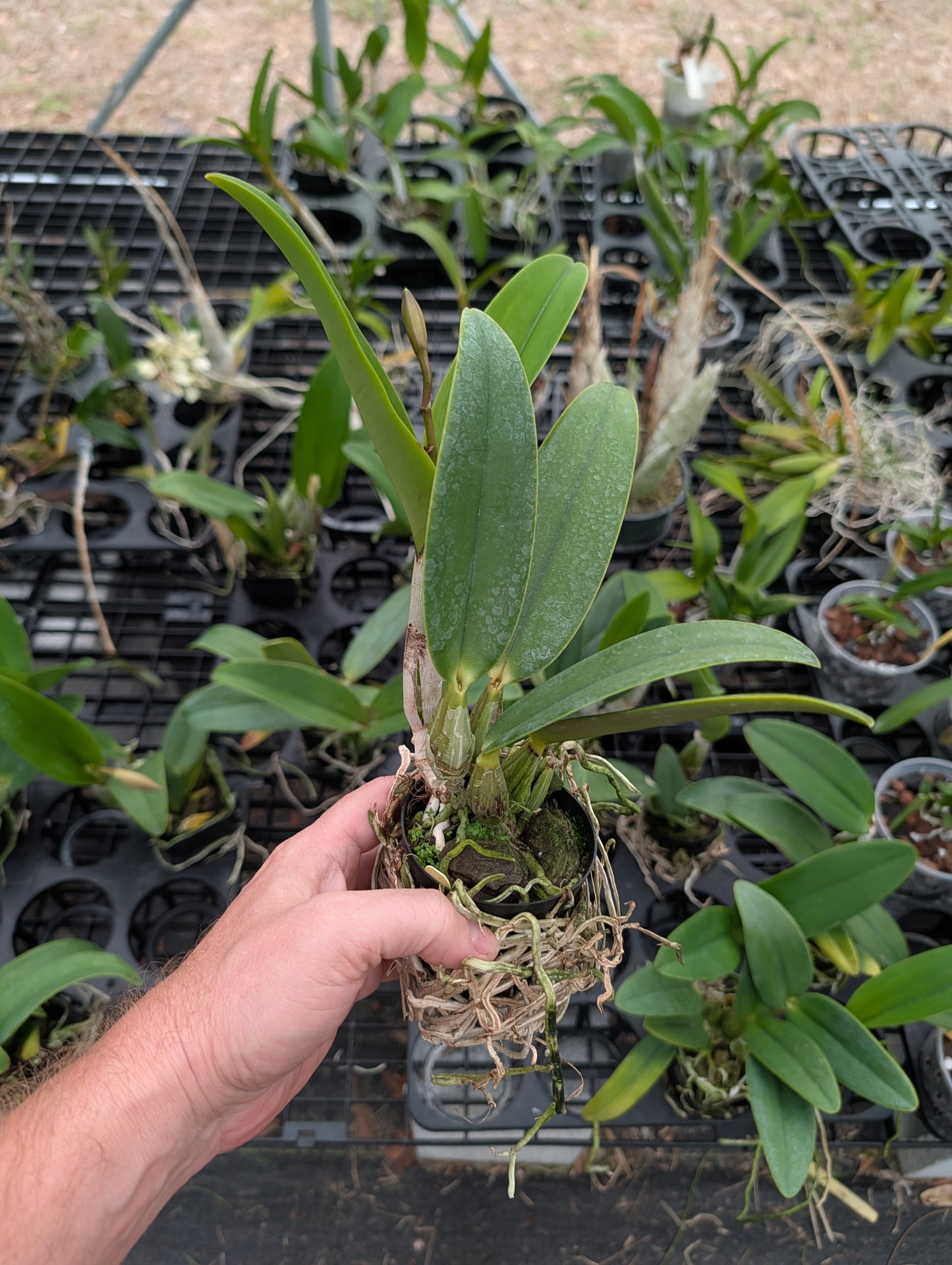 C. QF Sassy Sister | BS not in Bloom | 4" pot