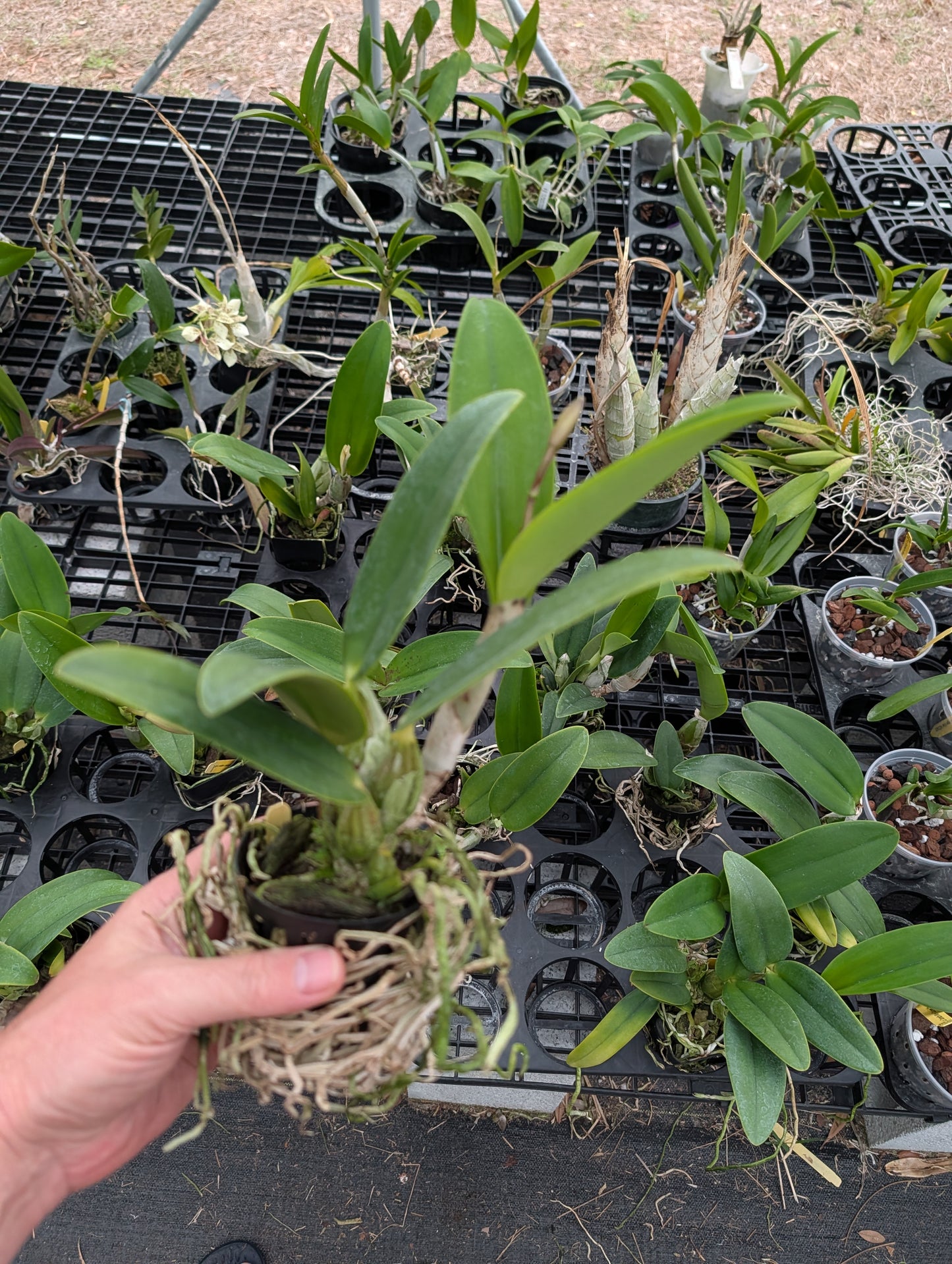 C. QF Sassy Sister | BS not in Bloom | 4" pot