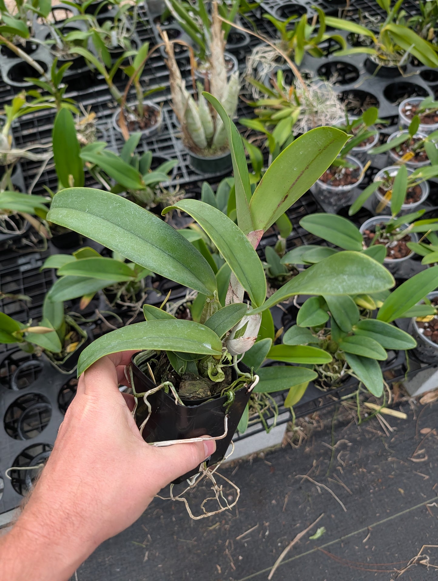 C. QF Sassy Sister | BS not in Bloom | 4" pot