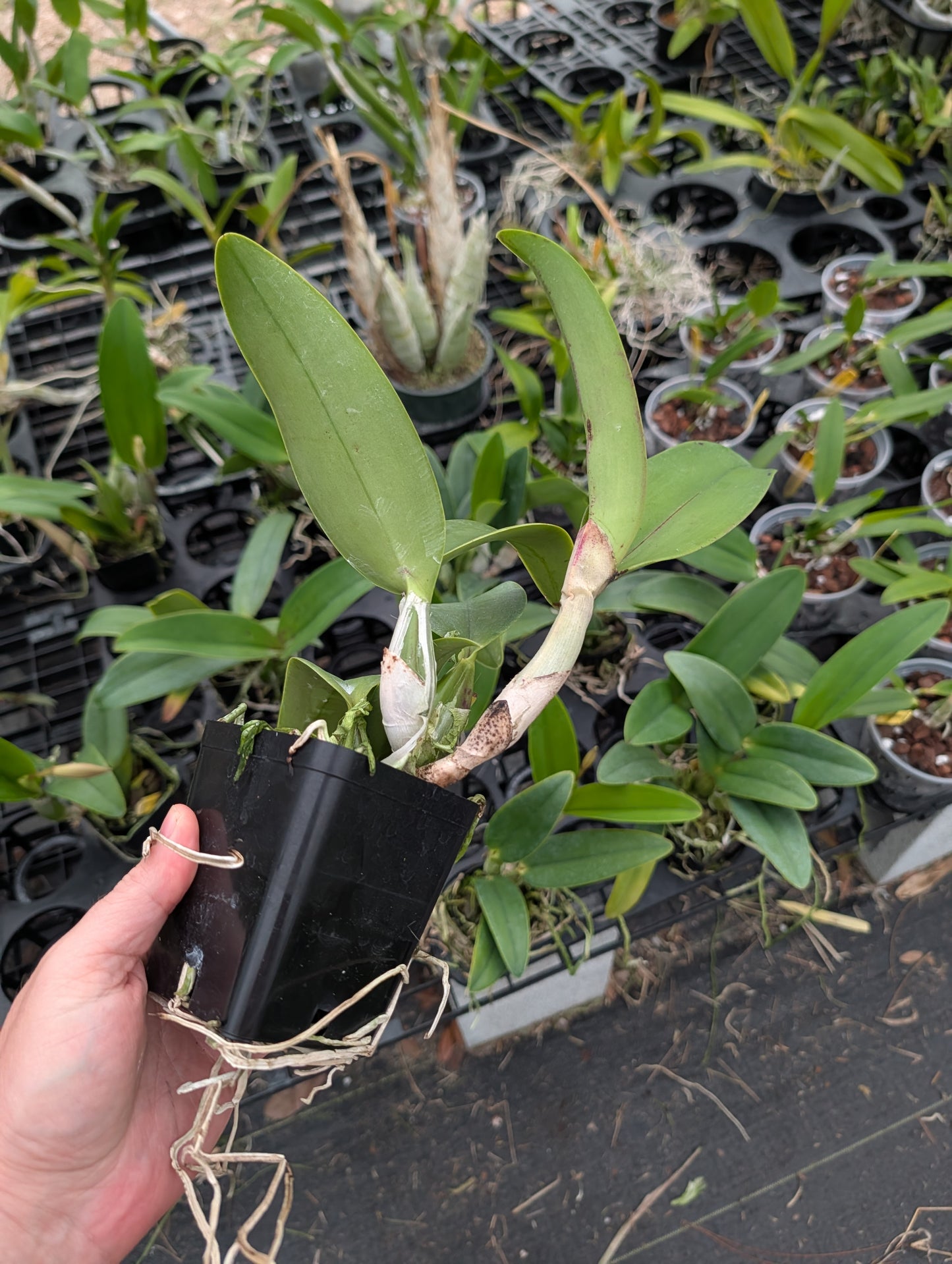 C. QF Sassy Sister | BS not in Bloom | 4" pot