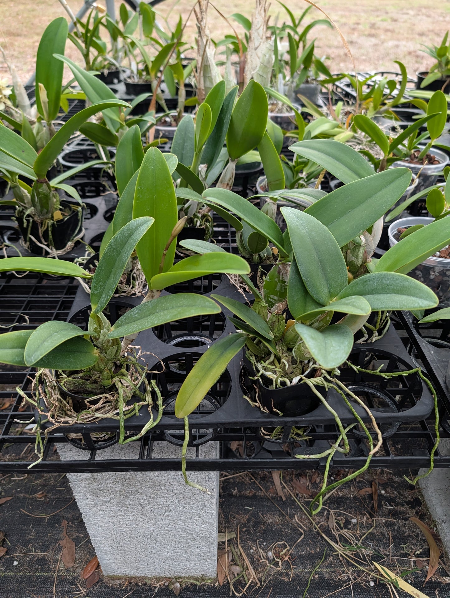 C. QF Sassy Sister | BS not in Bloom | 4" pot