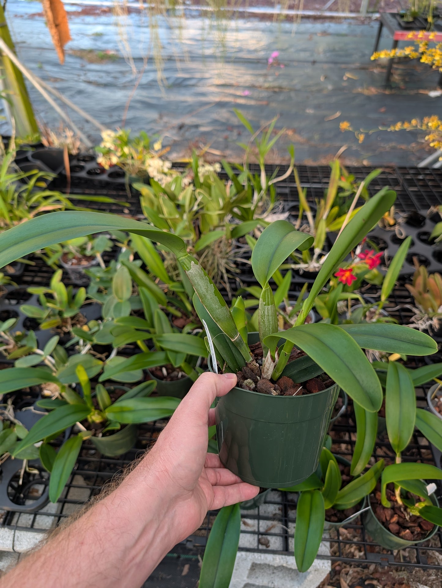 Rlc. Fire Jewel 'Volcano Orange' | BS not in bloom | 5.5" pot
