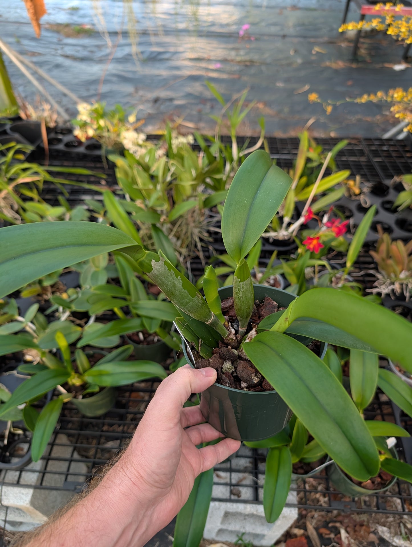 Rlc. Fire Jewel 'Volcano Orange' | BS not in bloom | 5.5" pot