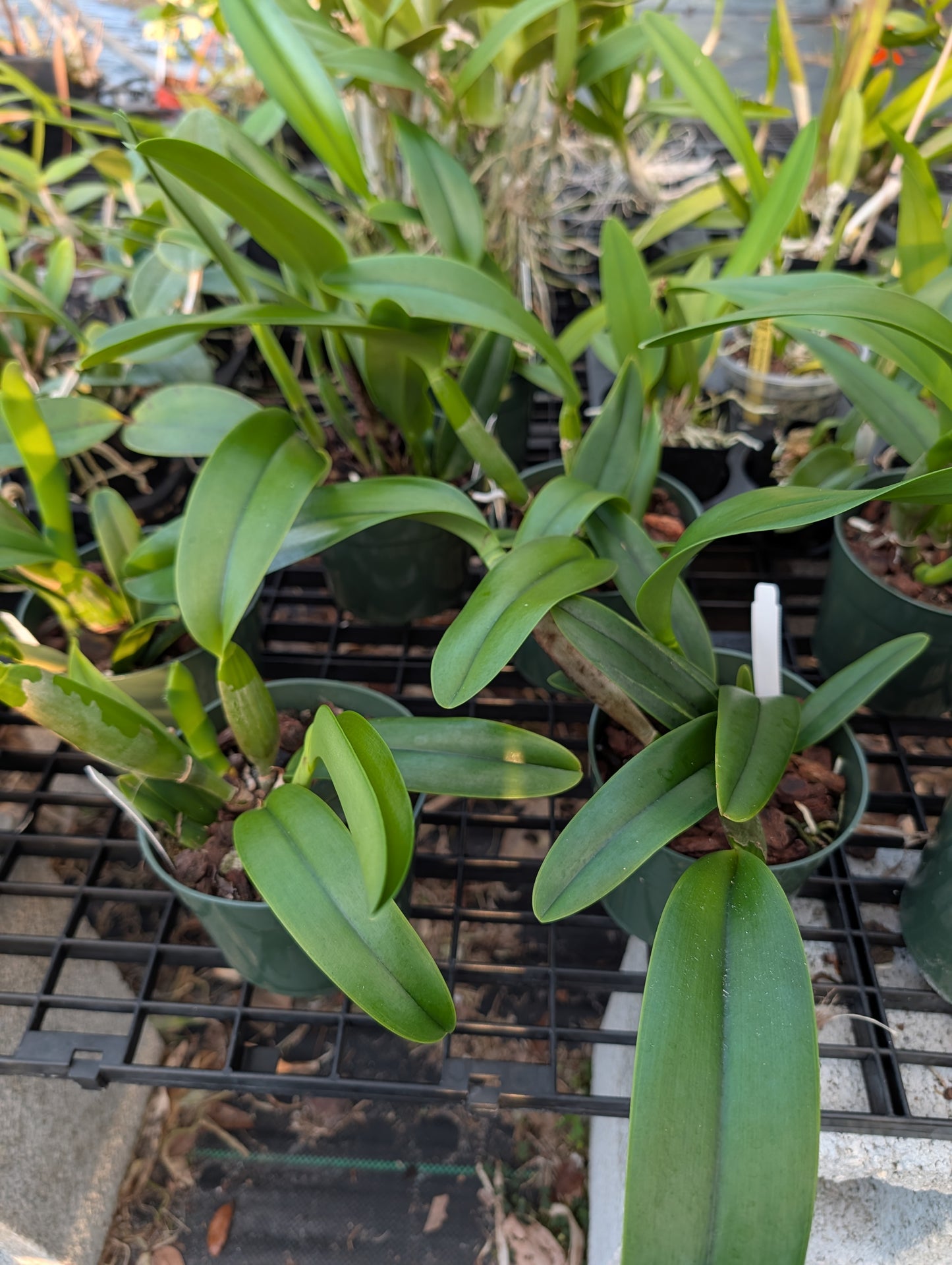 Rlc. Fire Jewel 'Volcano Orange' | BS not in bloom | 5.5" pot