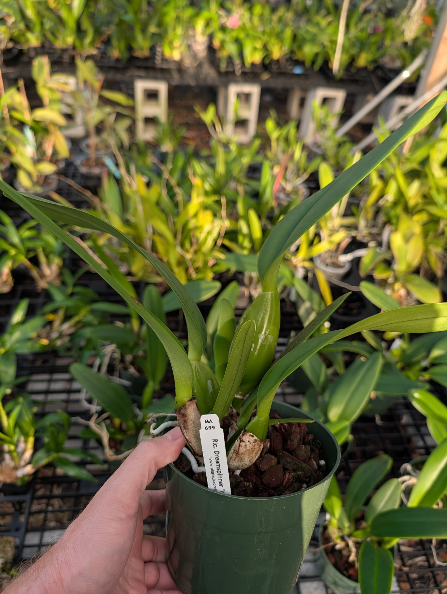 Rlc. Dreamspinner 'Volcano Queen' | BS not in bloom | 5.5" pot