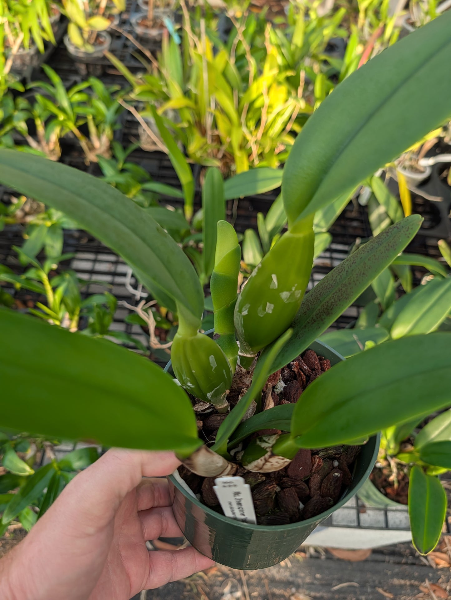 Rlc. Dreamspinner 'Volcano Queen' | BS not in bloom | 5.5" pot