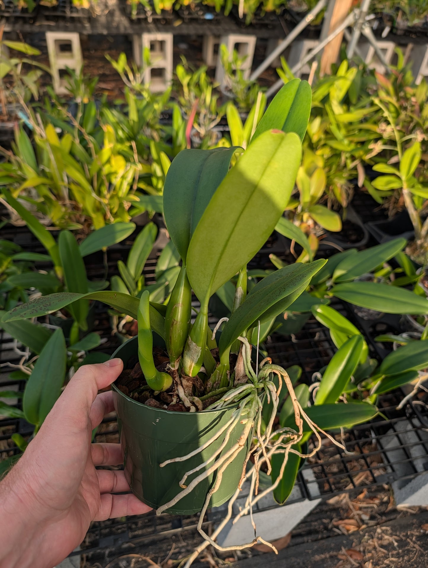 Rlc. Dreamspinner 'Volcano Queen' | BS not in bloom | 5.5" pot