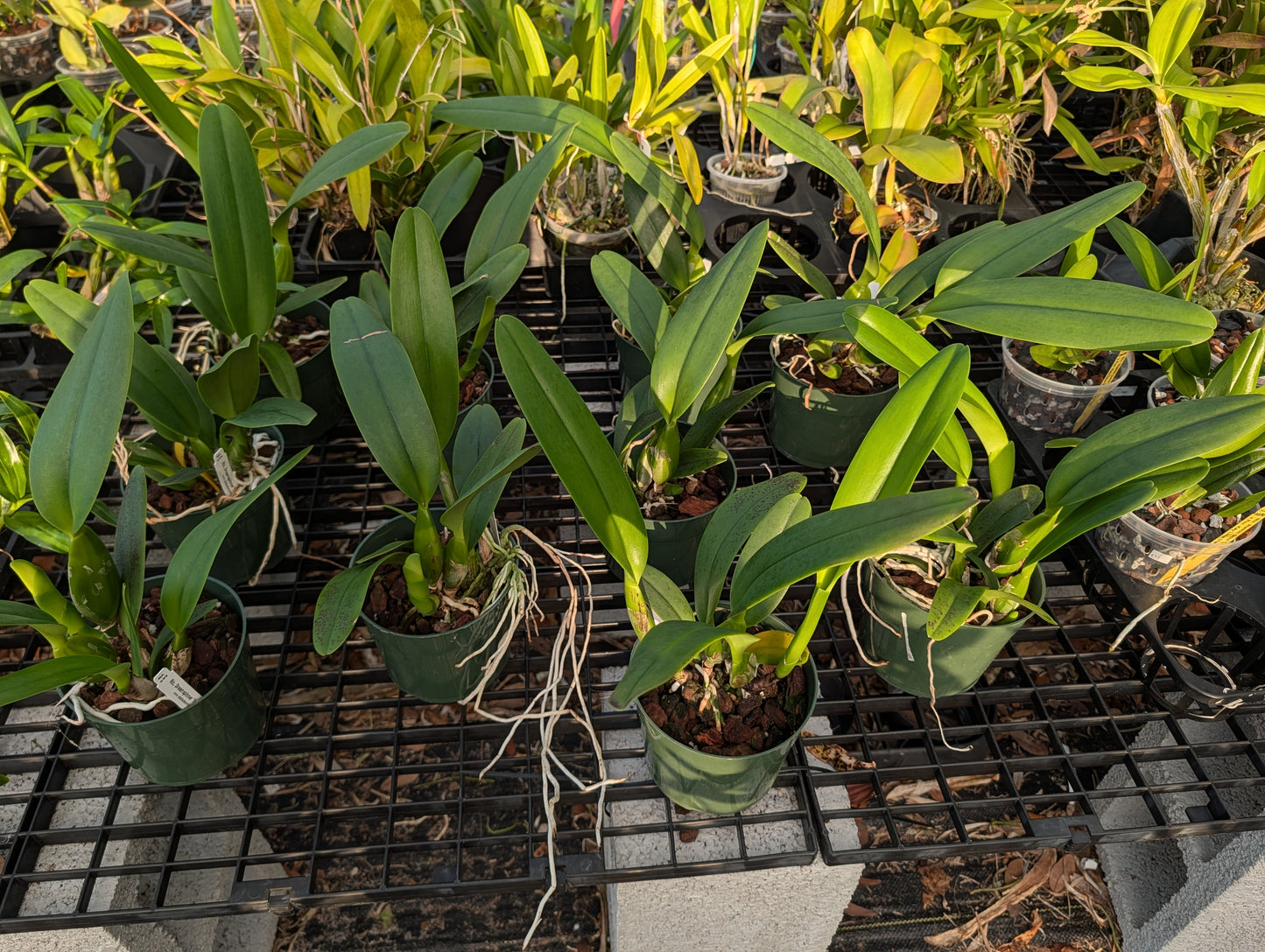 Rlc. Dreamspinner 'Volcano Queen' | BS not in bloom | 5.5" pot