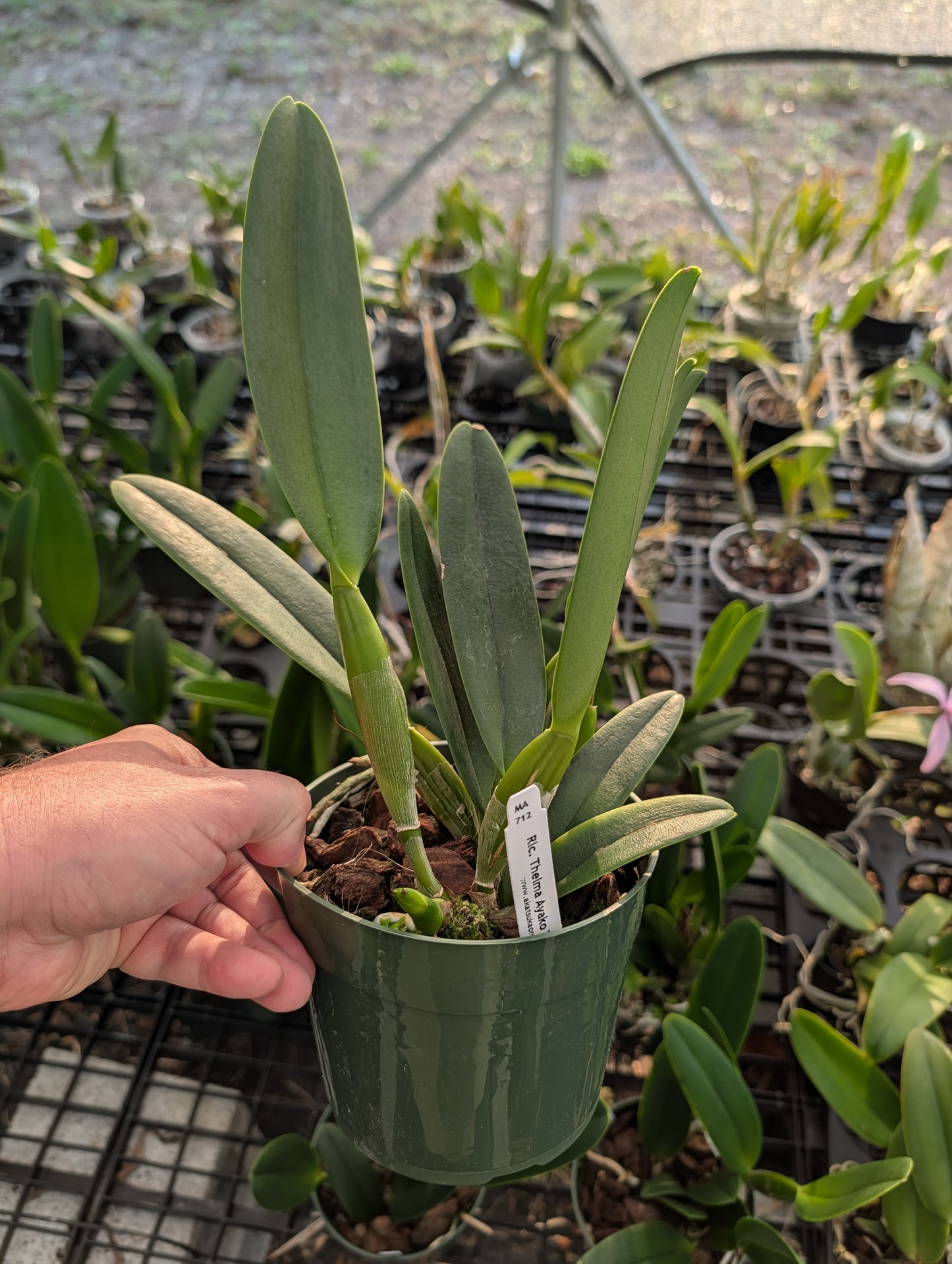Rlc. Thelma Ayako Tsukamoto 'Volcano Queen' | Scratch and Dent | 5.5" pot