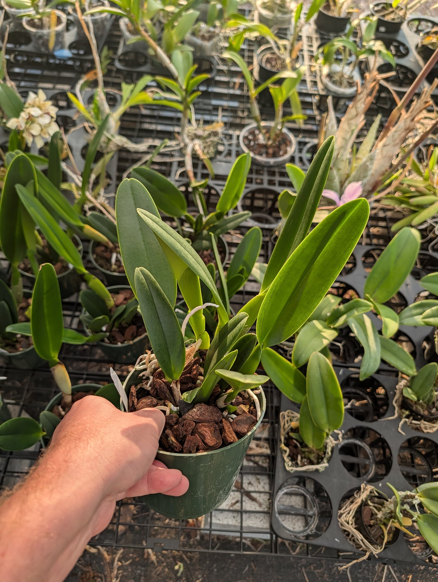 Rlc. Thelma Ayako Tsukamoto 'Volcano Queen' | Scratch and Dent | 5.5" pot